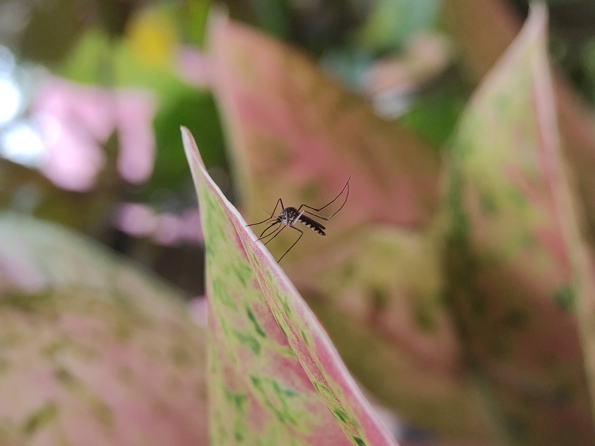 A mosquito is perched on the edge of a variegated pink and green leaf. The background consists of blurred foliage in shades of green, pink, and white. The image was likely taken outdoors in natural light in Lhokseumawe, Indonesia. The details are the plant with the mosquito.