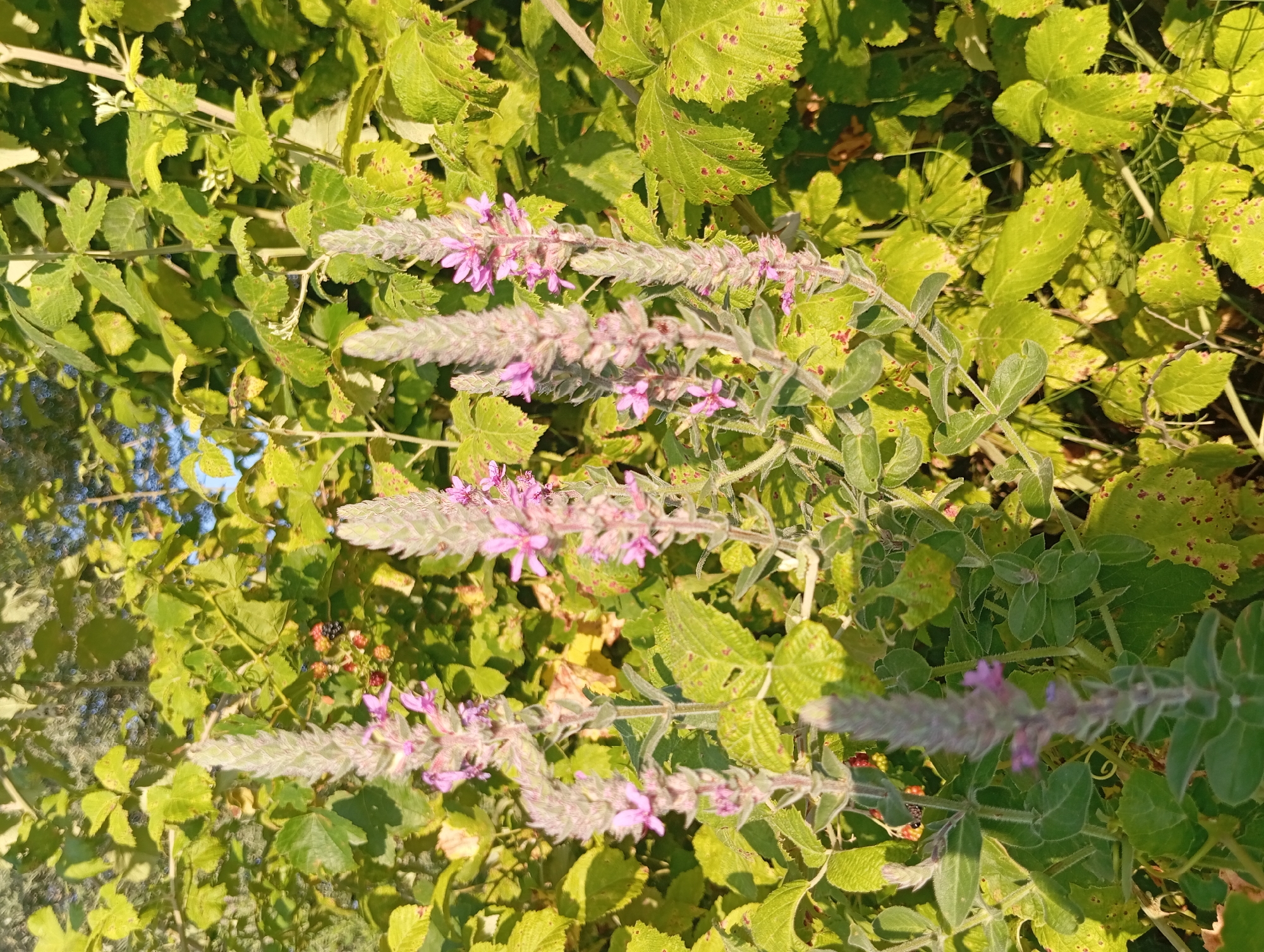 In a natural setting outside the city of Şirvanlı, Azerbaijan, several flowering plants with tall, slender spikes of pale purple blossoms are in focus. These plants have green, lance-shaped leaves that are sparsely arranged along their stems. Behind these primary subjects, a dense growth of foliage creates a lush backdrop. The leaves in the background are a vibrant green, with some showing signs of yellowing and reddish-brown spots, suggesting seasonal change or a natural condition. In the upper left quadrant, a cluster of dark berries, possibly blackberries, is visible amongst the leaves. The lighting suggests it is daytime, with sunlight filtering through the leaves and casting dappled shadows. The overall scene depicts a natural landscape with wild flora.