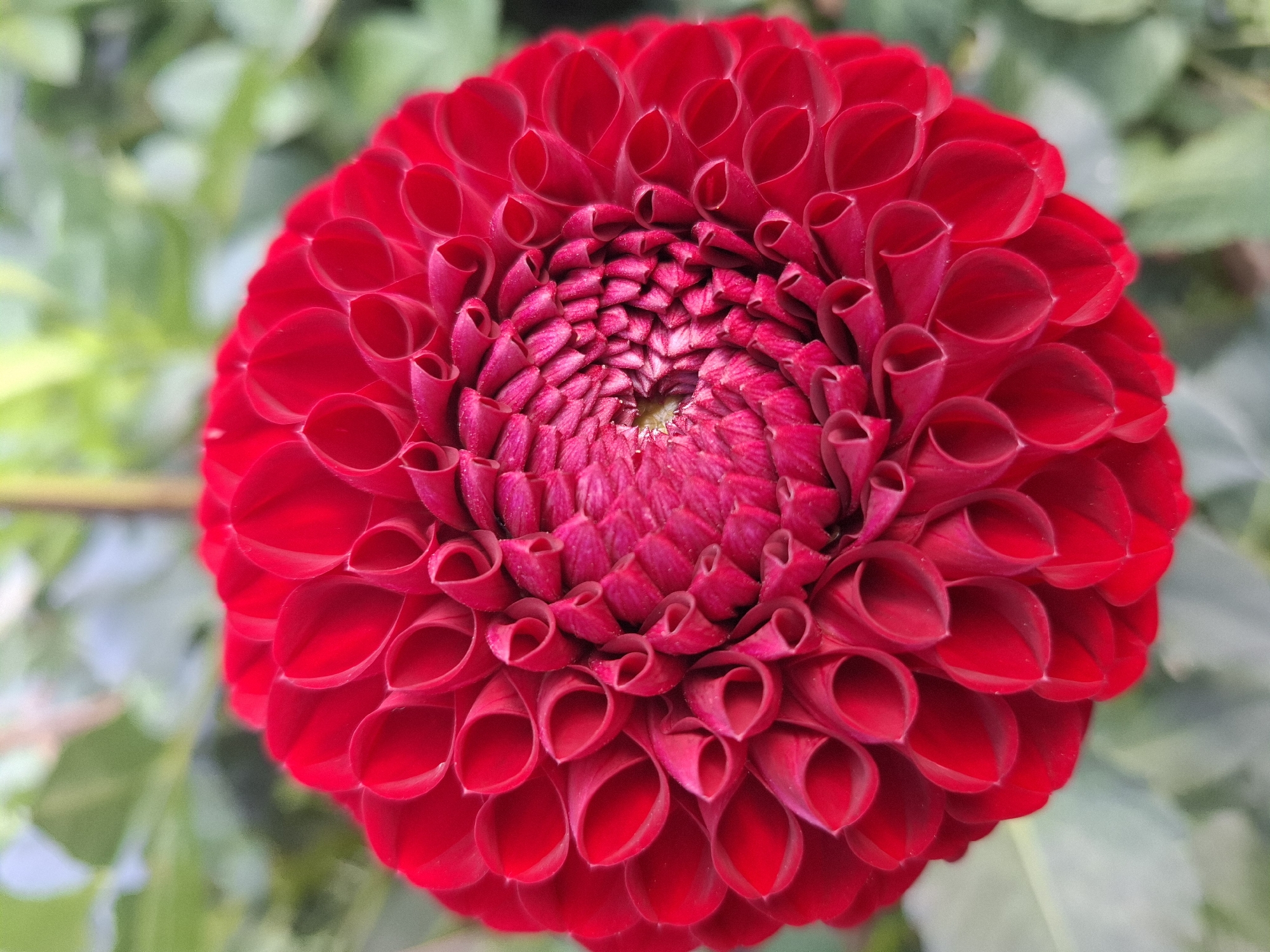A close-up, top-down view of a vibrant red dahlia flower is presented. The flower's intricate petals are tightly packed and curve inwards, creating a spiral pattern that converges at the center. The petals themselves are a rich, saturated red, with a slightly darker, almost magenta hue towards the center of the bloom. The background is softly blurred, consisting of various shades of green foliage, suggesting the flower is in a natural setting like a garden or park. There is no visible indication of the city of Tyumen, Russia, or any human presence within the image.