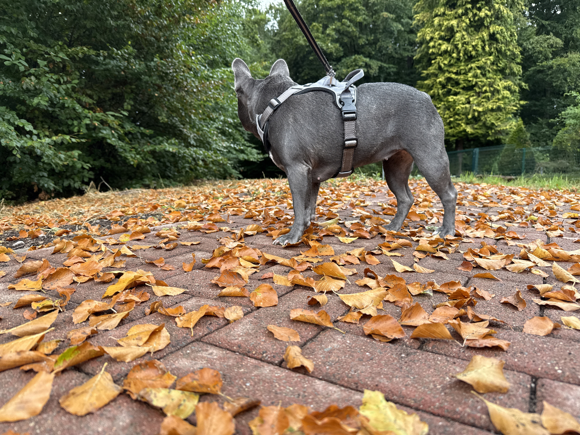 The image shows a gray French bulldog wearing a harness on a paved path covered in fallen autumn leaves. The dog is facing away from the camera, looking towards a dense green forest in the background. The path appears to be made of red brick pavers. The leaves are mostly brown and yellow, suggesting it is autumn. The overall scene is outdoors, with trees and foliage filling the background. The image appears to have been taken in the Kurpark in Bad Sachsa, Germany, given the presence of paved paths, abundant trees, and the well-maintained park-like setting typical of such locations.