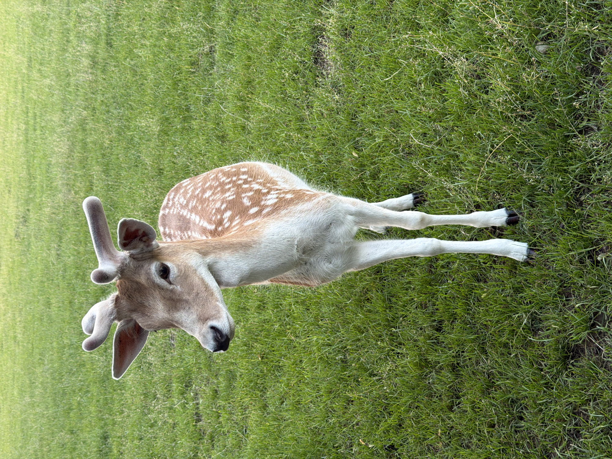 A young deer with small antlers stands in a grassy field. The deer has a brown coat with white spots and is facing to the left of the frame. The background is a uniform expanse of green grass. The image was captured in Pliening, Germany.