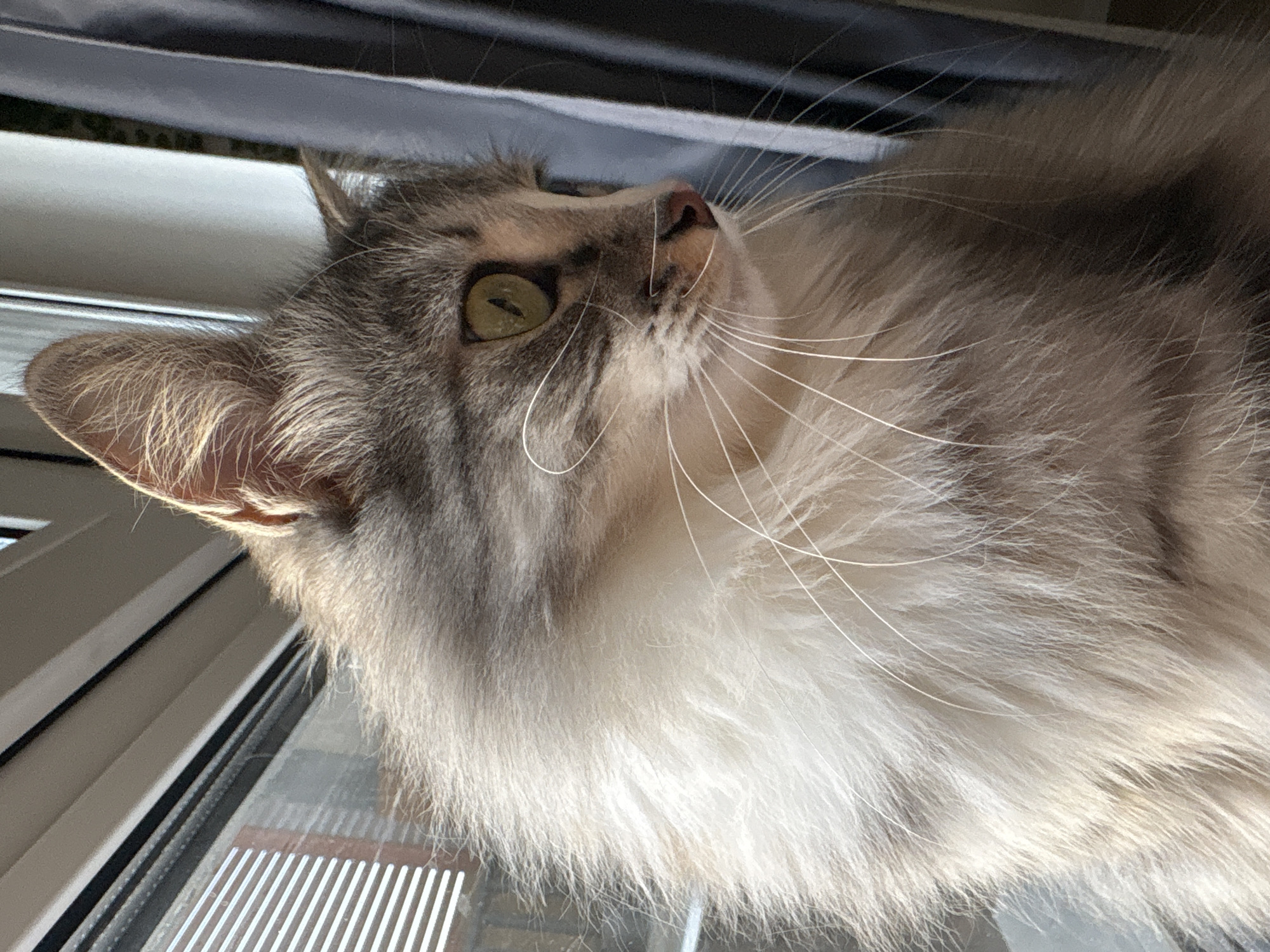 The image shows a cat looking up from a low angle. The cat is gray and white, with long fur, and has green eyes. The cat is near a window with blinds. The location in the city of Chasovnya, Russia is not evident from the image.