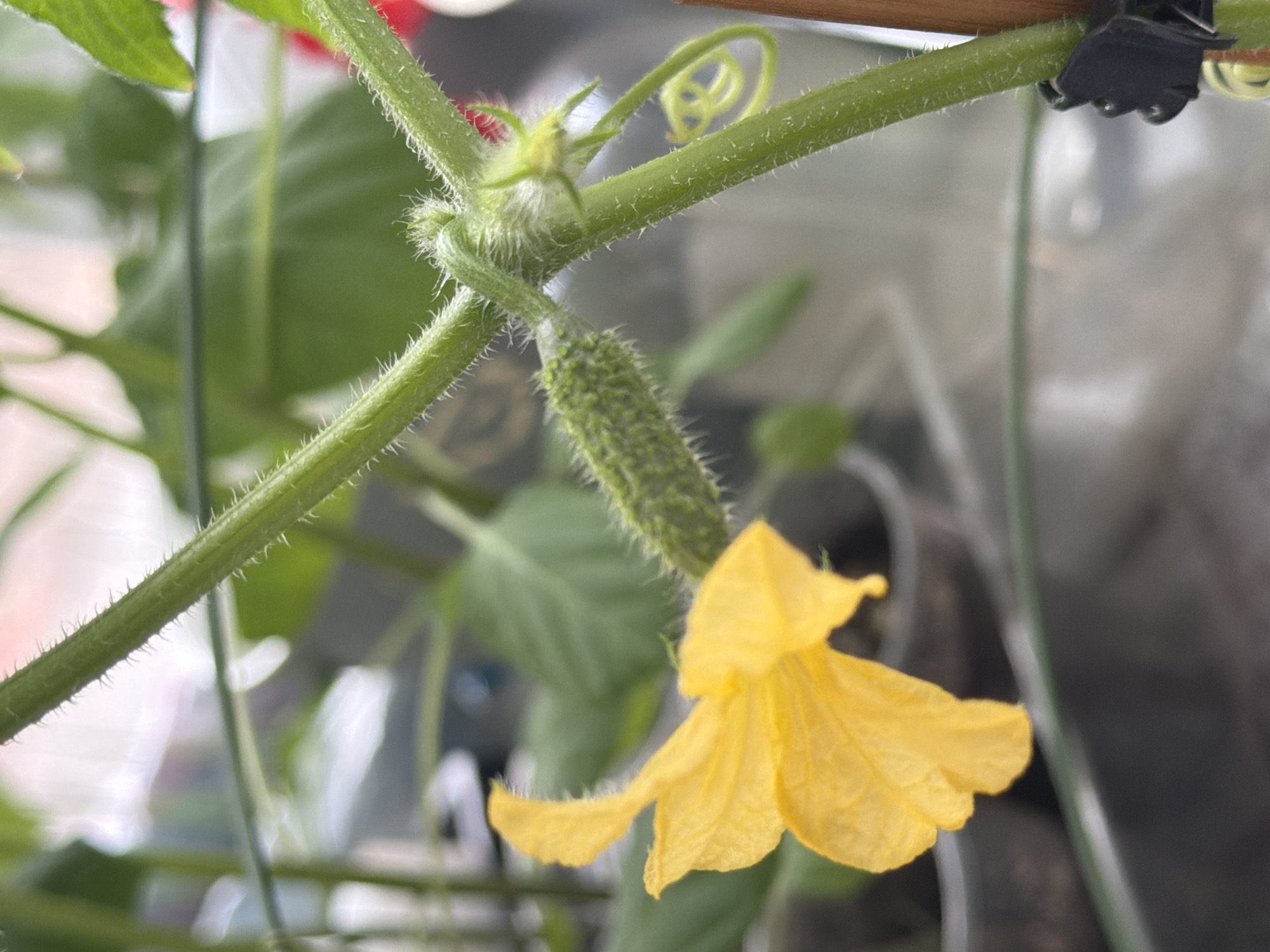A close-up photograph reveals a young cucumber growing on a vine in what appears to be an indoor or protected setting. The cucumber is small, green, and covered in tiny hairs. It is directly attached to the vine, and a vibrant yellow flower blooms nearby. The vine itself is also green, hairy, and has tendrils extending outwards. A black plastic clip secures the vine to a support. The background is indistinct, suggesting an enclosed or blurry environment. The location of the image in the city of Chaikovsky, Russia, cannot be determined from the visual information alone.