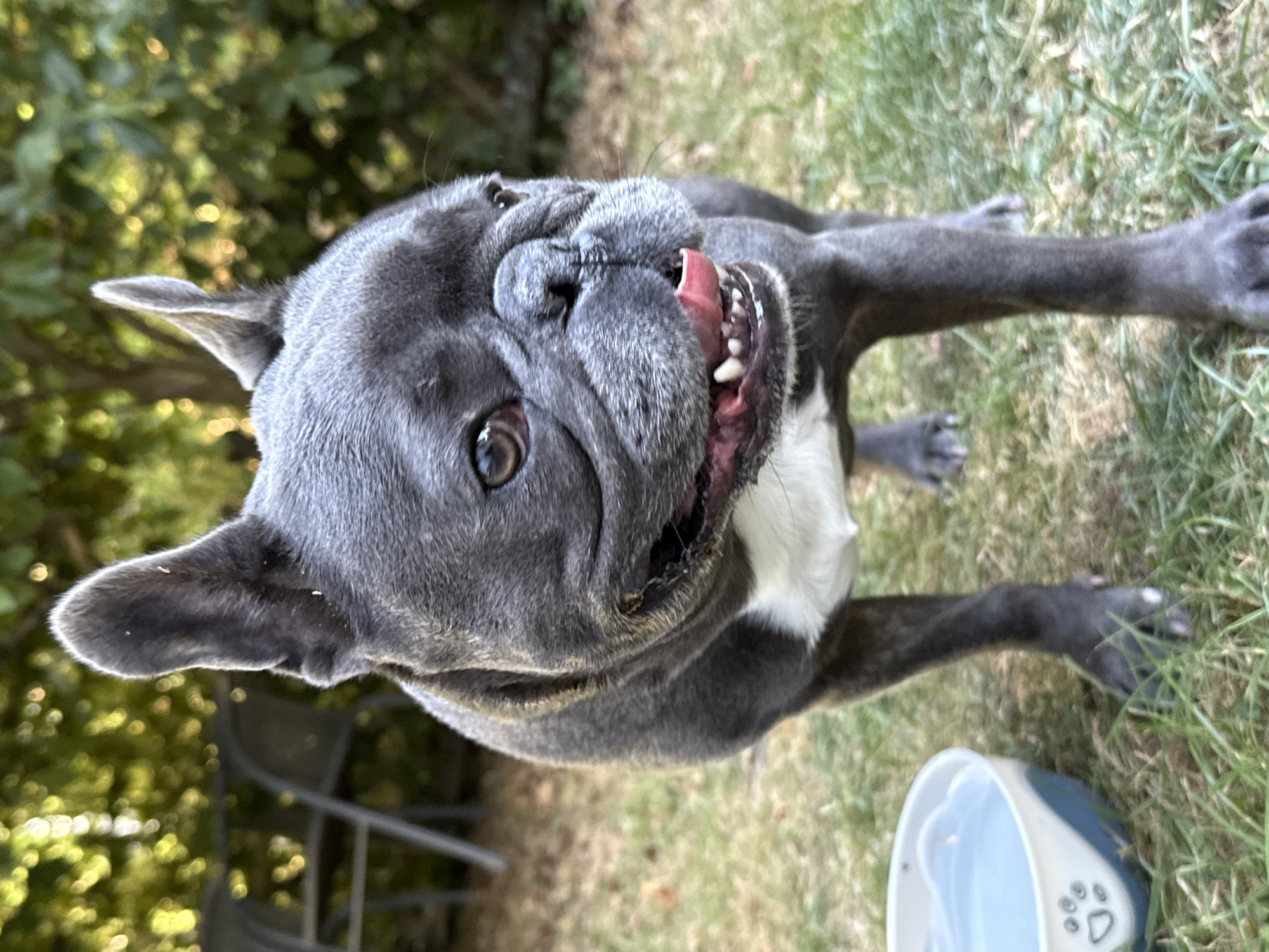 A French Bulldog stands on grass in a backyard in Bad Sachsa, Germany, with its tongue hanging out and panting. The dog is dark gray with a white chest and a water bowl is visible to its left. In the background, trees and patio furniture can be seen.