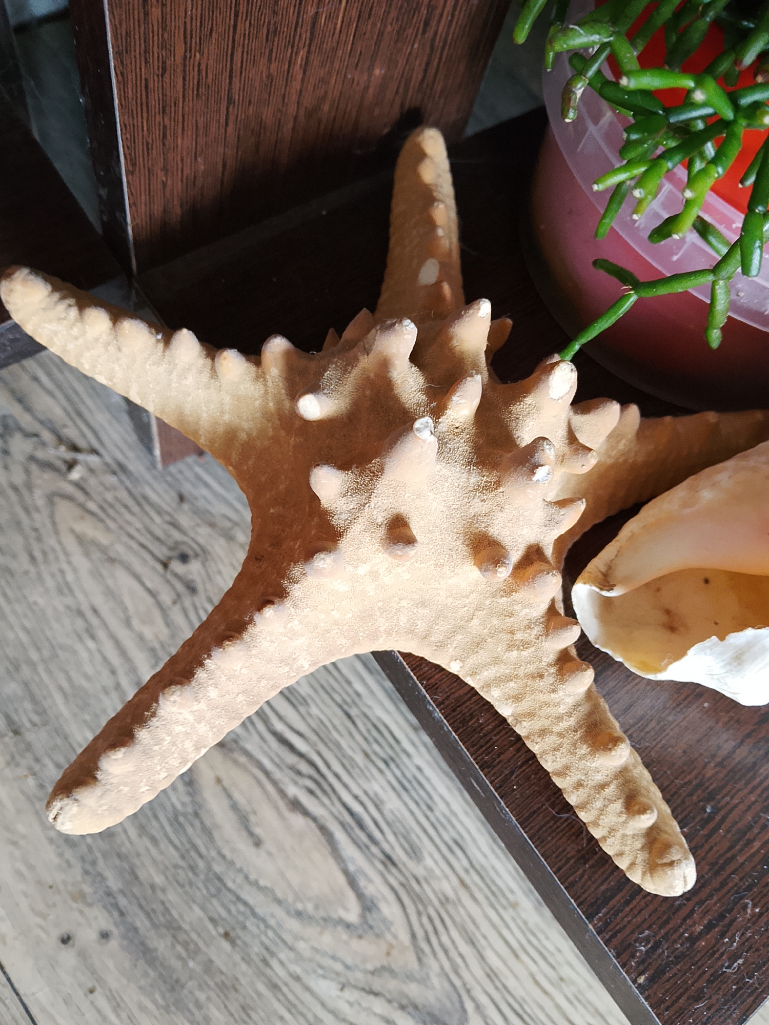 The image shows a decorative starfish lying on a wooden surface. A portion of a seashell is visible to the right of the starfish, and a potted plant with green, segmented stems is in the upper right corner. The scene is indoors, with a dark wooden shelf or furniture piece behind the objects. There are no people present, and no specific location in the city of Soltsy, Russia, can be determined from the image.