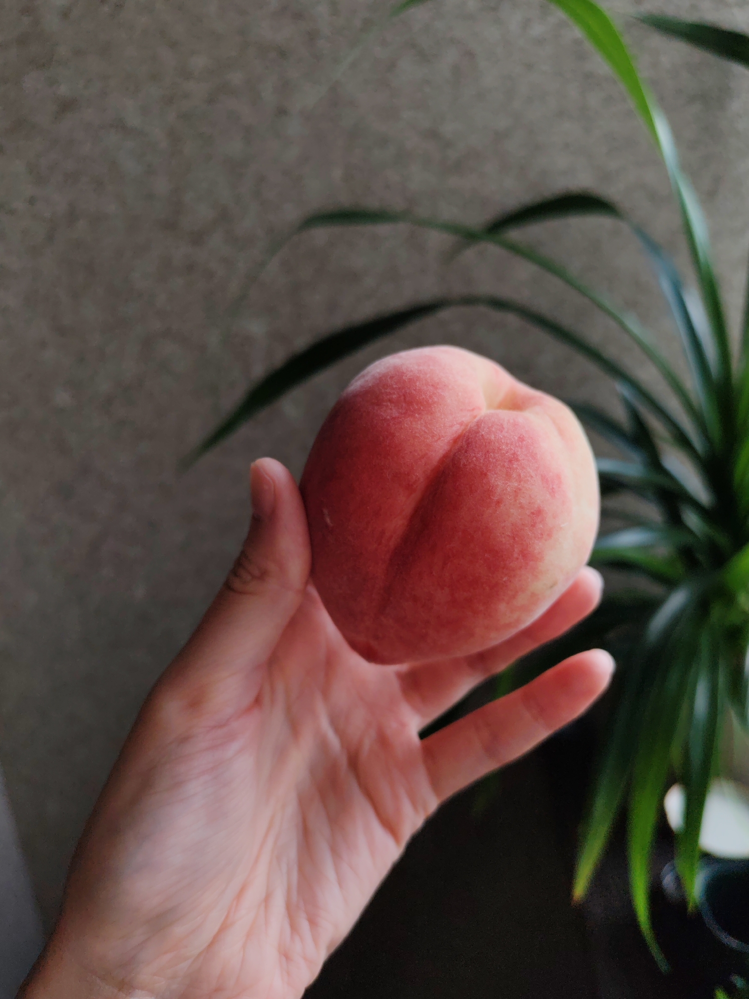 A fair-skinned human hand is holding a peach, indoors. The peach is mostly pink with some white patches, and it appears to be ripe. The background includes a gray wall and a green leafy plant. The location in the city of Ust-Ilimsk, Russia, cannot be ascertained from the image.