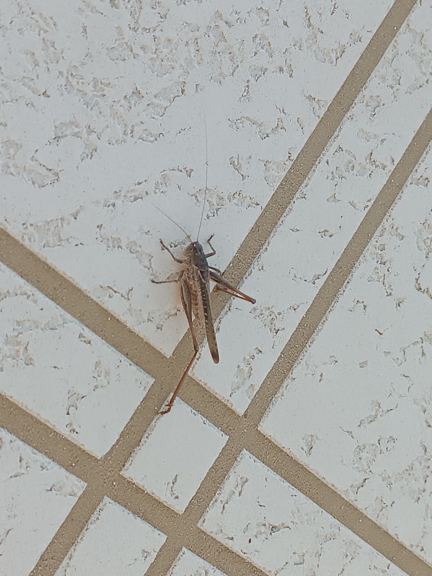 A dark brown grasshopper is positioned diagonally on a tiled surface. The tiles are a light off-white color with a rough texture, separated by beige grout lines that form a grid pattern. The grasshopper is facing towards the top left of the frame, with its legs splayed out. Its long antennae are visible extending upwards. The background is out of focus, but appears to be a wall or floor with similar tiling. The image was taken in Myrza-Ake, Kyrgyzstan.