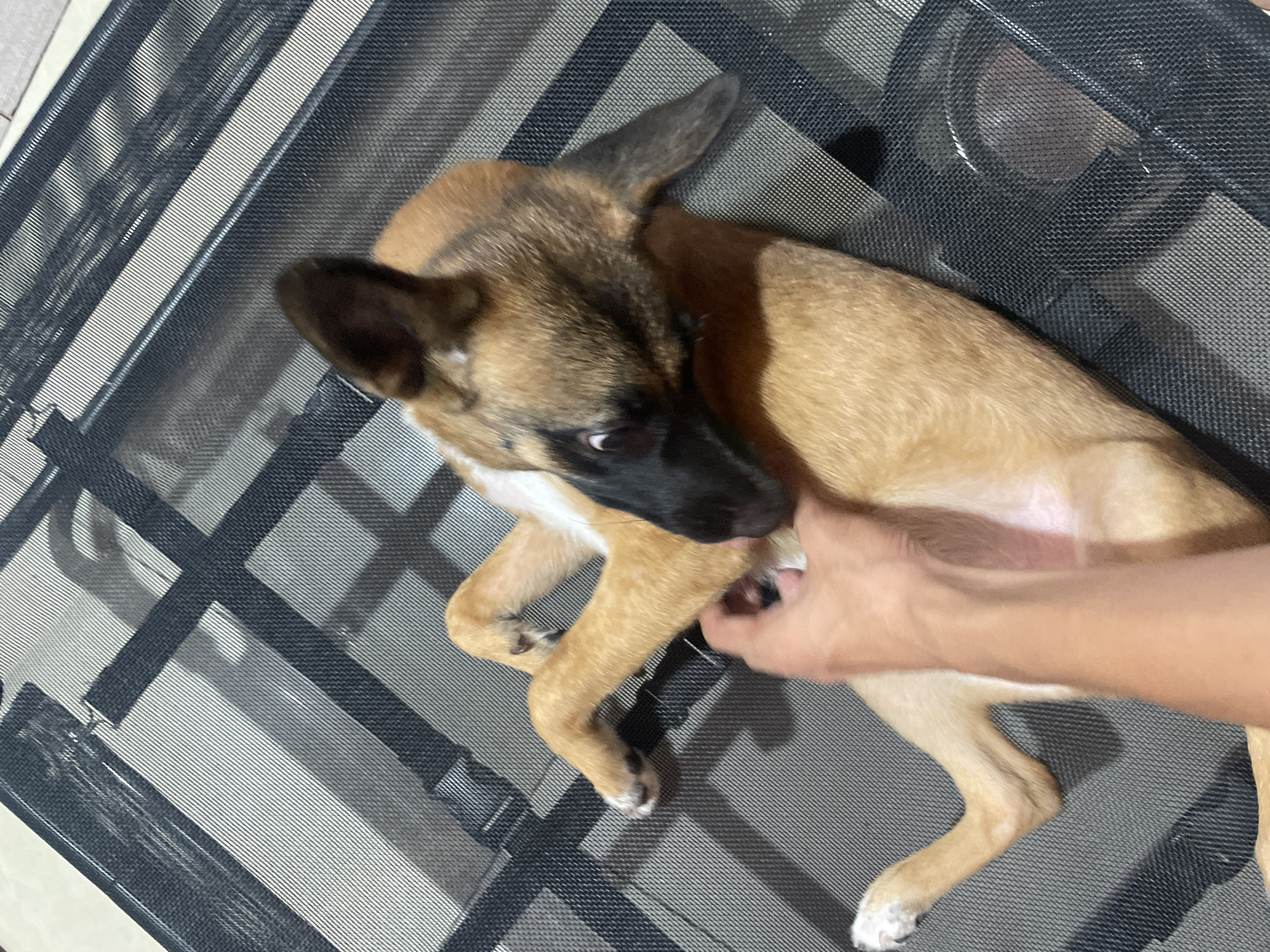 A tan and black German Shepherd puppy is lying on its back on a black meshed surface, possibly a dog bed or outdoor furniture. A human hand is visible, gently petting the puppy's belly. The puppy's legs are splayed out, and its head is turned to the side, with its eyes wide open. The background is blurry, but appears to be an indoor or semi-outdoor setting. The image was captured in Davao City, Philippines.