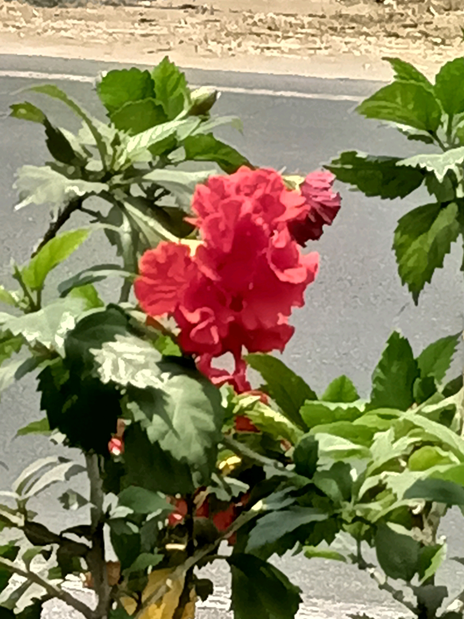 A close-up, eye-level shot captures a vibrant red hibiscus flower in full bloom, its ruffled petals taking center stage. The flower is surrounded by lush green foliage, some leaves exhibiting a variegated pattern of green and white. In the background, a grey concrete surface runs horizontally, suggesting a roadside or walkway. Above this, a blurry, light-colored textured surface is visible, possibly a wall or a patch of dry earth. The lighting is bright, indicating daylight. There are no people or animals present. The image does not contain enough information to determine a specific location within Badas, Indonesia.