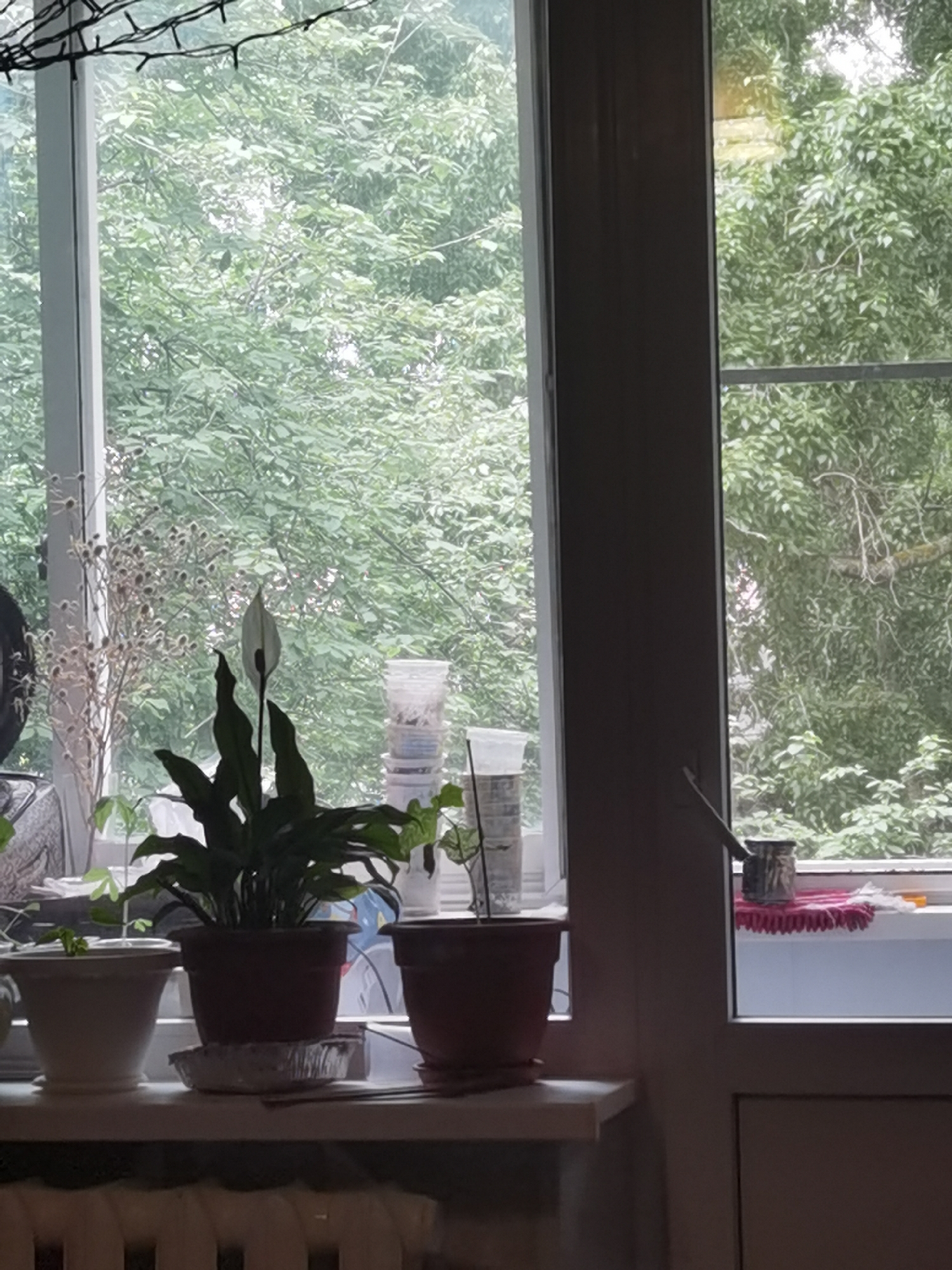 An indoor scene is depicted looking outward through a large multi-pane window, likely a balcony window or door. Overhead, a string of black fairy lights is visible along the top of the window frame.
On the white windowsill, several potted plants are arranged. Towards the left, a large white pot contains an unidentifiable green plant. Central to the windowsill is a prominent peace lily (Spathiphyllum) in a brown pot, displaying a single white spathe and green foliage. To its left, a collection of dried, thistle-like plants stands in what appears to be a vase or container, exhibiting a light brown and off-white coloration. To the right of the peace lily, a stack of clear plastic containers, possibly repurposed food storage, is visible. Further right, another small potted plant is present.
To the far right, separated by a dark brown vertical window or door frame, a section of the window reveals a dark, cylindrical metal object, possibly a Turkish coffee pot (cezve), resting on a ribbed pink mat, which might be a microfiber cloth or drying mat. The lower section of the rightmost window pane is visible below the mat.
Below the windowsill, a white radiator is partially visible.
The exterior view through the window is dominated by dense, vibrant green foliage of numerous deciduous trees, suggesting a lush, natural environment such as a park, forest edge, or heavily treed residential area. The lighting appears soft and diffused, indicative of an overcast day. No people, animals, or specific architectural features are discernible in the outdoor background.
The image provides no discernible features or metadata to confirm its location in the city of Chaikovsky, Russia.