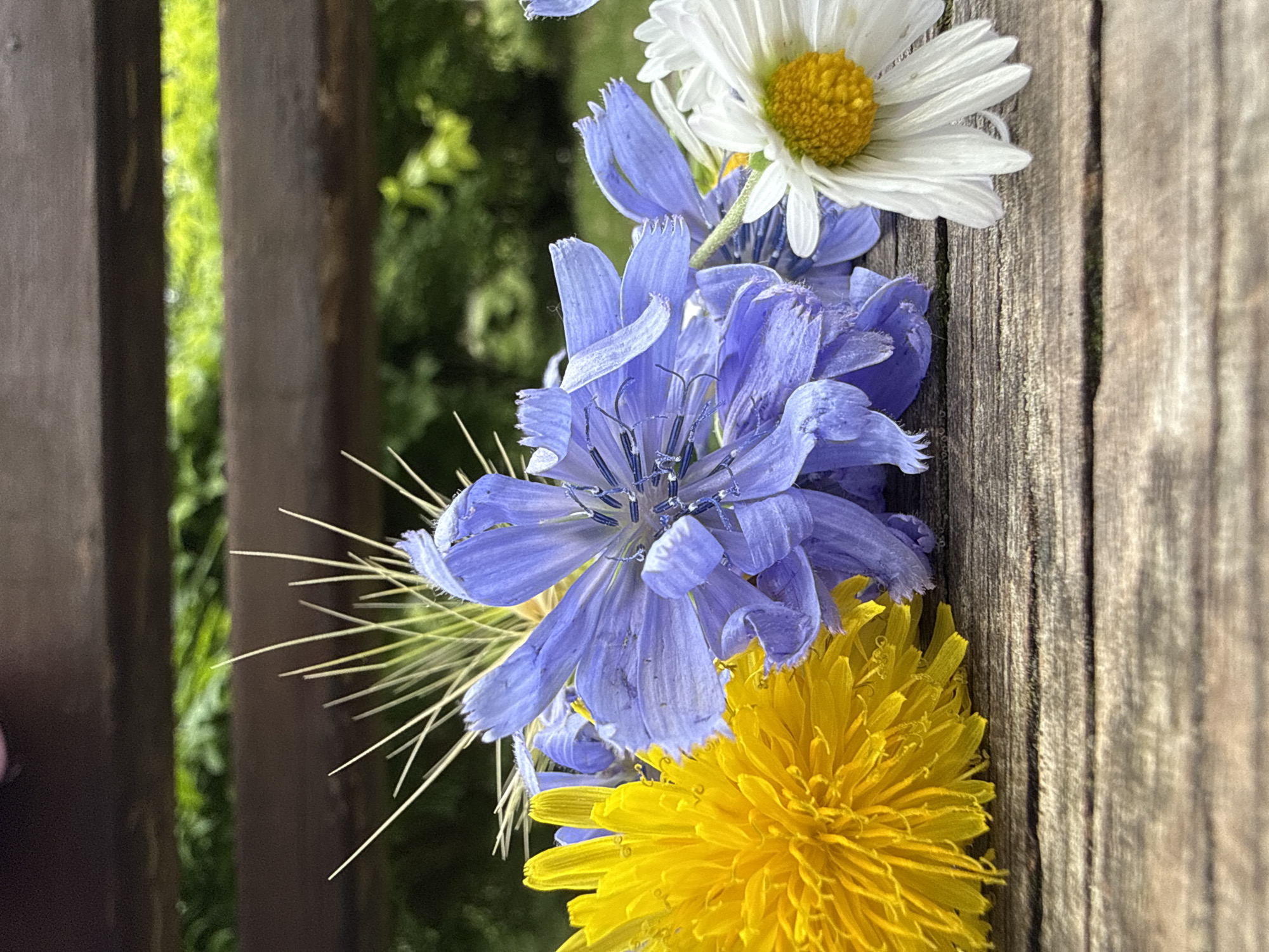 This is a close-up, eye-level, outdoor shot of a collection of wild flowers arranged on a wooden surface. From left to right, there is a bright yellow dandelion, followed by several delicate blue chicory flowers, and a white daisy with a yellow center. The flowers appear to be freshly picked and are in focus. The wooden surface is weathered, with visible grain and cracks. In the background, a blurred wooden bench runs horizontally across the frame, with lush green foliage and trees visible beyond it. The lighting suggests it is daytime, possibly in the late morning or early afternoon. The image does not provide any explicit clues about its location within Burgas, Bulgaria.