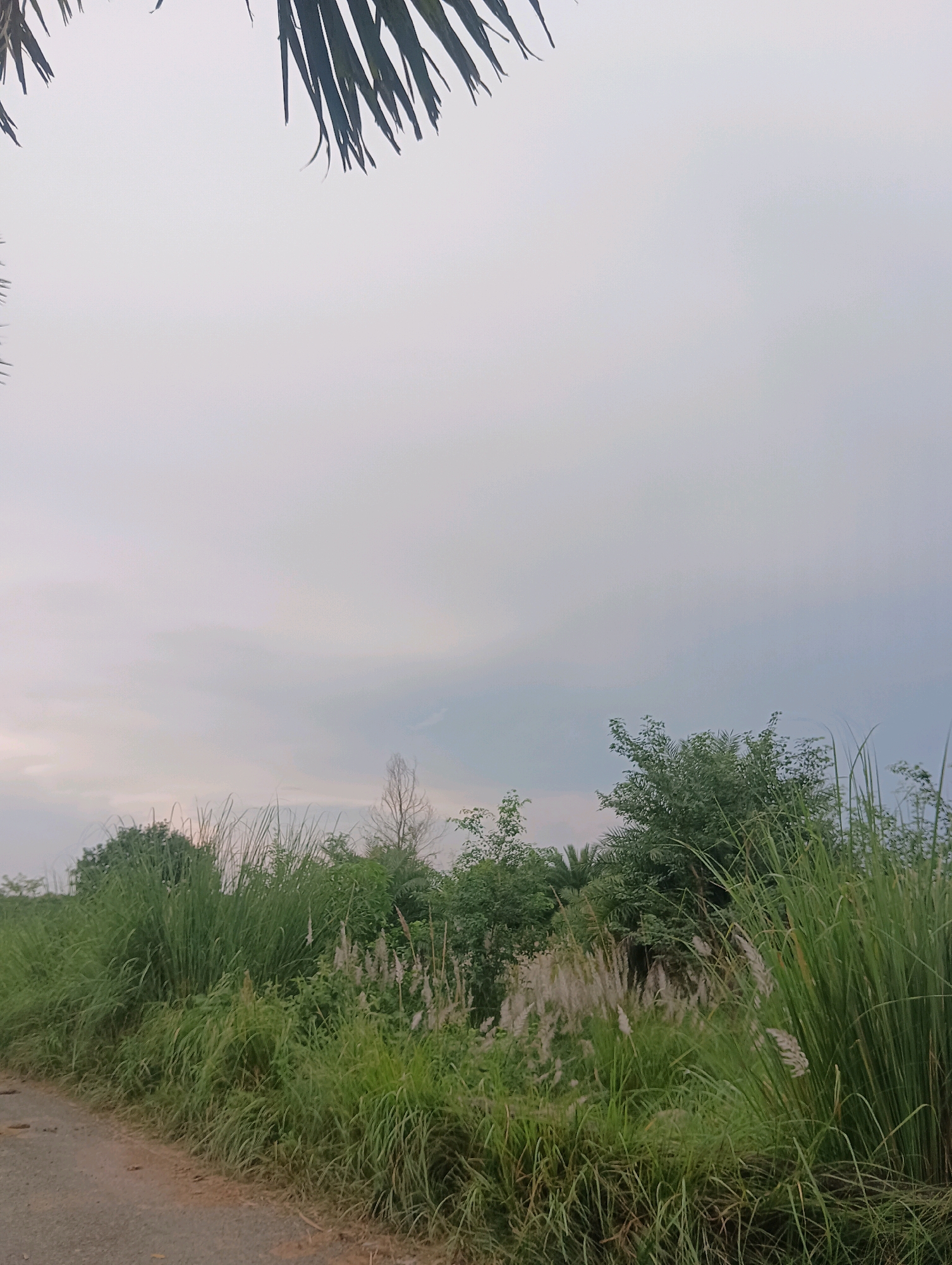 A low-angle, full shot captures a dirt road bordered by dense, tall green grasses and reeds under an overcast sky. The foliage is thick and varied, with some plants exhibiting feathery white seed heads. In the background, a line of trees, some dense and green, others sparse and bare, creates a natural horizon. Palm fronds are visible in the upper portion of the frame. The scene suggests a rural or semi-rural environment, possibly on the outskirts of Pachuca, India, given the presence of tropical vegetation and the general atmosphere. No people or specific actions are depicted.