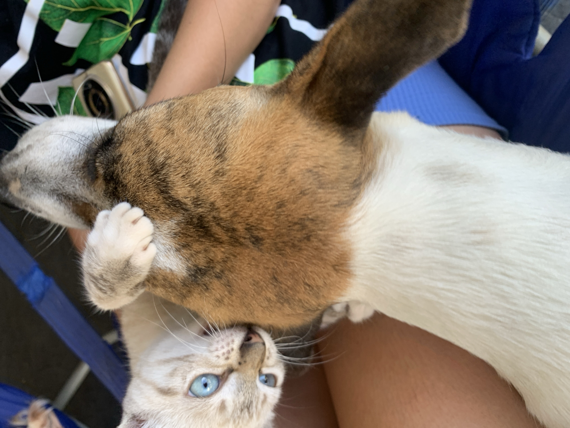 The image shows a close-up, overhead view of a cat and a dog interacting. A light-colored cat with striking blue eyes is positioned on the left, with its head tilted and its paw resting on the back of the dog. The cat appears to be nuzzling or playing with the dog. The dog's head and neck are visible, showing a brown, white, and black patterned coat. The dog's fur is dense and short. The background consists of blurred elements including a person's arm and torso wearing dark clothing with a green leafy pattern, and a blue surface, possibly a chair or mat. The scene takes place outdoors, with sunlight casting shadows and highlighting the animals' fur. There is no specific indication of the location in Santa Ana, Venezuela.