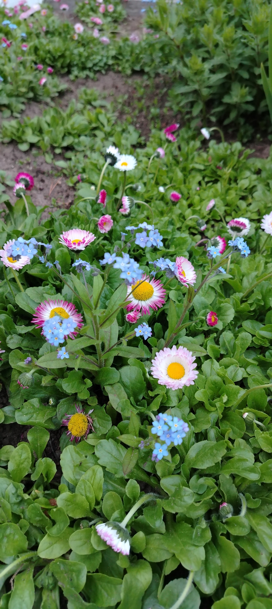 The image shows a close-up view of a flower bed in the city of Chaikovsky, Russia. The flower bed is filled with green foliage and an assortment of colorful flowers, including pink and white daisies and small blue forget-me-nots. The flowers are in various stages of bloom, and the composition suggests a natural, untended garden setting. The lighting appears to be soft and diffused, possibly taken on an overcast day.