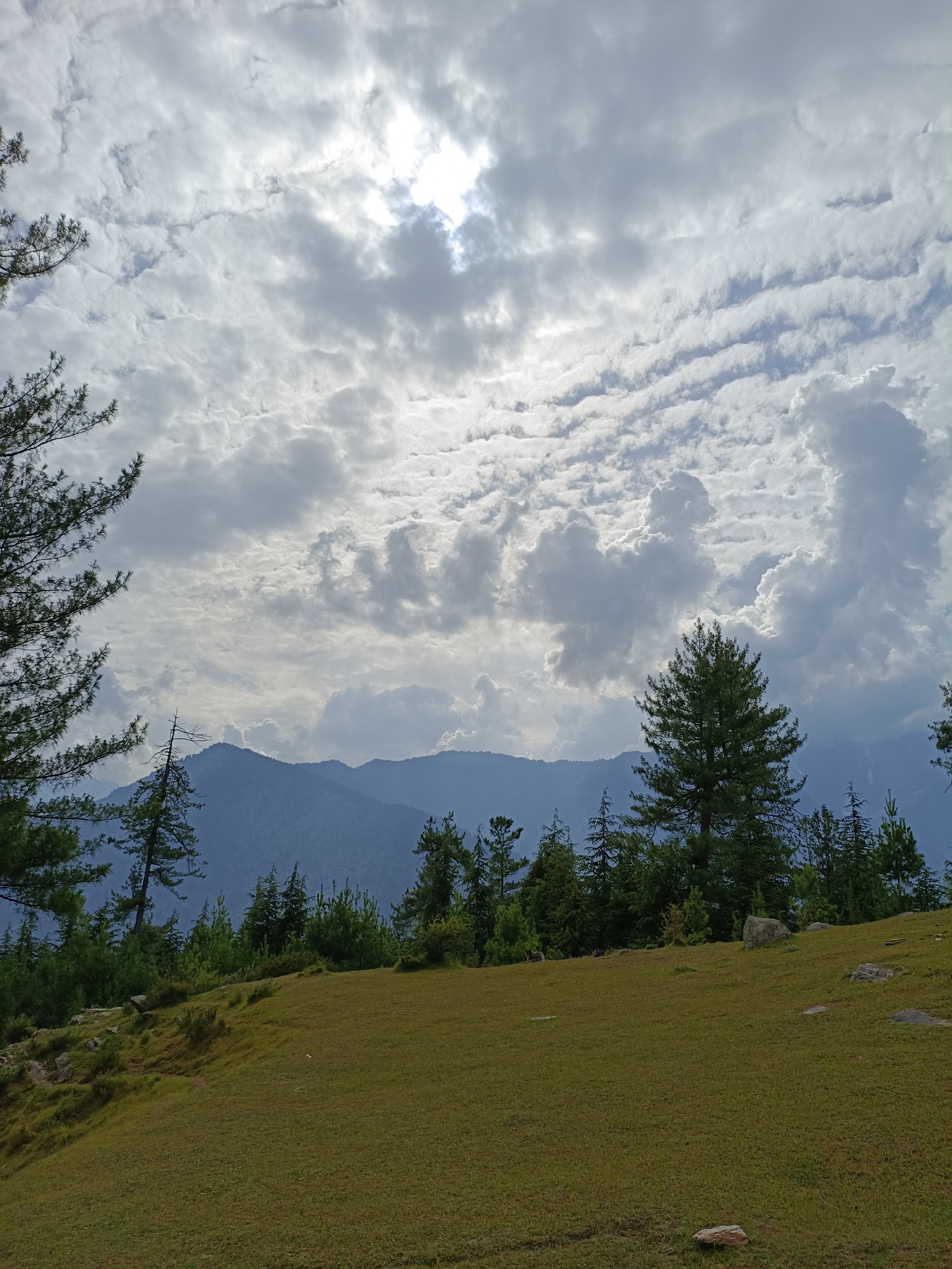 This image captures a serene natural landscape, likely in Damadi, India. The foreground features a gently sloping grassy field, with scattered rocks and a few patches of darker, possibly damp, soil. The grass is a mix of green and brown, suggesting a natural, untamed environment.
Behind the field, a dense line of evergreen trees stands tall, their dark green foliage contrasting with the lighter tones of the sky and field. Among these trees, a few taller pine trees with distinctive conical shapes are visible, their branches reaching upwards.
In the background, a range of majestic mountains rises, their slopes covered in vegetation that appears as a muted blue-green hue due to the distance. The mountains are layered, with several peaks visible, fading into the hazy atmosphere.
The sky above is a dramatic spectacle of clouds. Large, fluffy white clouds are interspersed with thinner, wispy clouds that create a textured, almost rippled effect. Sunlight breaks through the clouds in certain areas, casting a soft, diffused light over the entire scene. The overall impression is one of a tranquil, expansive natural vista.