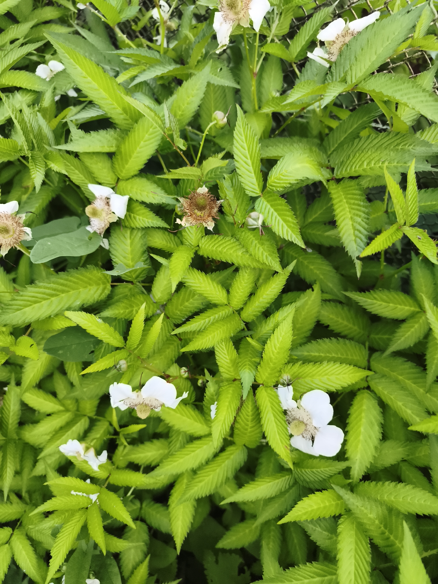 The image is a close-up, overhead shot of a dense patch of vibrant green foliage with several small white flowers scattered amongst the leaves. The leaves are elongated, serrated, and have a textured, almost veined appearance, with some appearing brighter green, suggesting they are newer growth. The white flowers are delicate, with five petals and visible stamens in the center. Some of the flowers appear to be wilting or have already lost their petals, revealing a brownish, dried center.
The overall impression is one of lush, natural growth, likely in an outdoor setting. The presence of a wire fence in the background, visible in some parts of the image, suggests this foliage is growing near a boundary or enclosure. The lighting appears to be natural daylight, possibly overcast given the soft shadows and diffused light on the leaves. No people, specific objects, or text are visible. The scene evokes a sense of springtime or early summer, a time of blooming and growth in nature. The location context of Daugavpils, Latvia, suggests a temperate climate where such vegetation would be common.