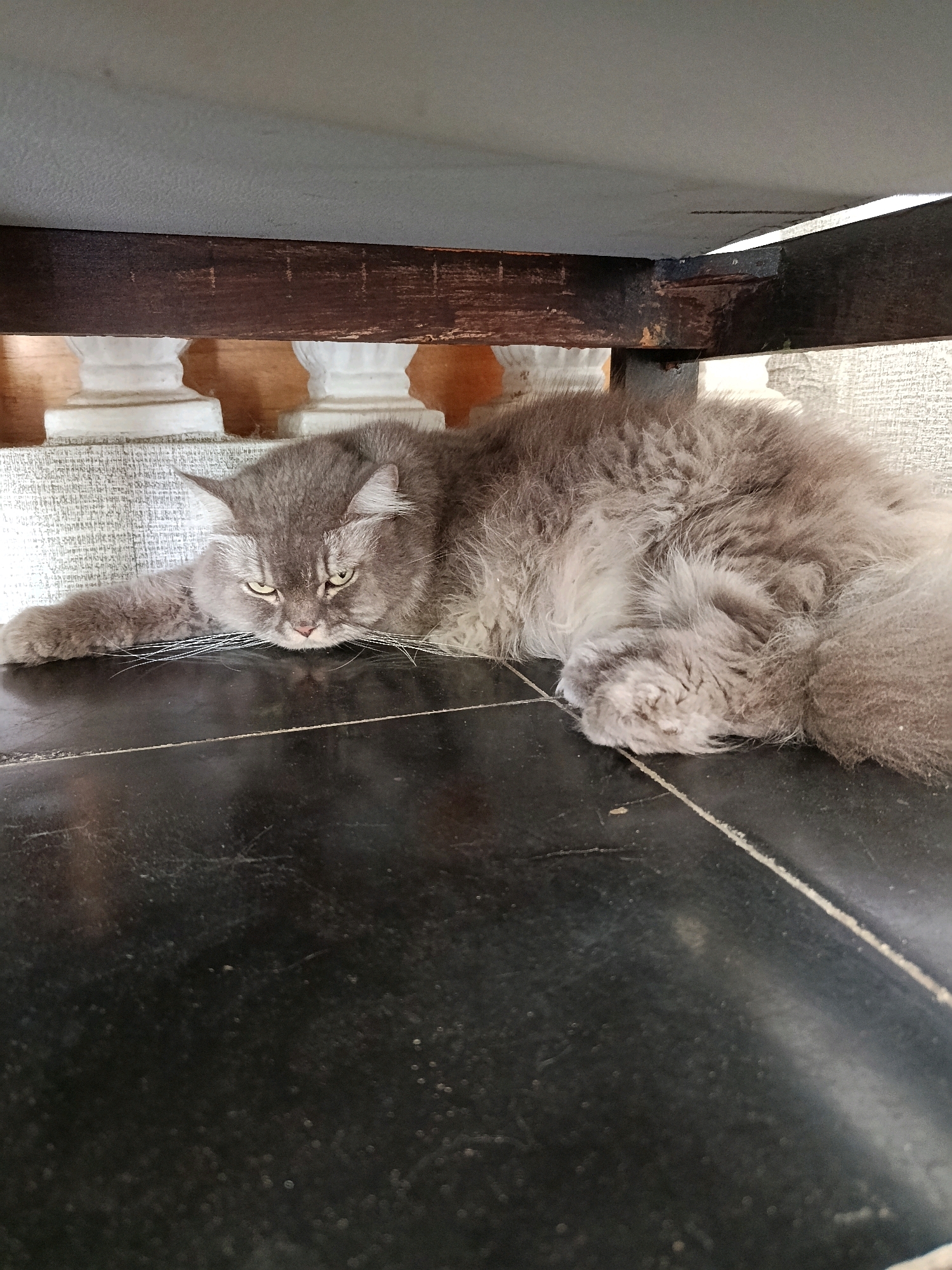 A long-haired gray cat lies on a dark, reflective floor beneath a wooden structure, possibly a table or bench. The cat is curled on its side with its head resting on its paw. The background shows part of a gray textured wall and two white decorative pillars. The scene is indoors. The location in Menadi, Indonesia is not discernible from the image.