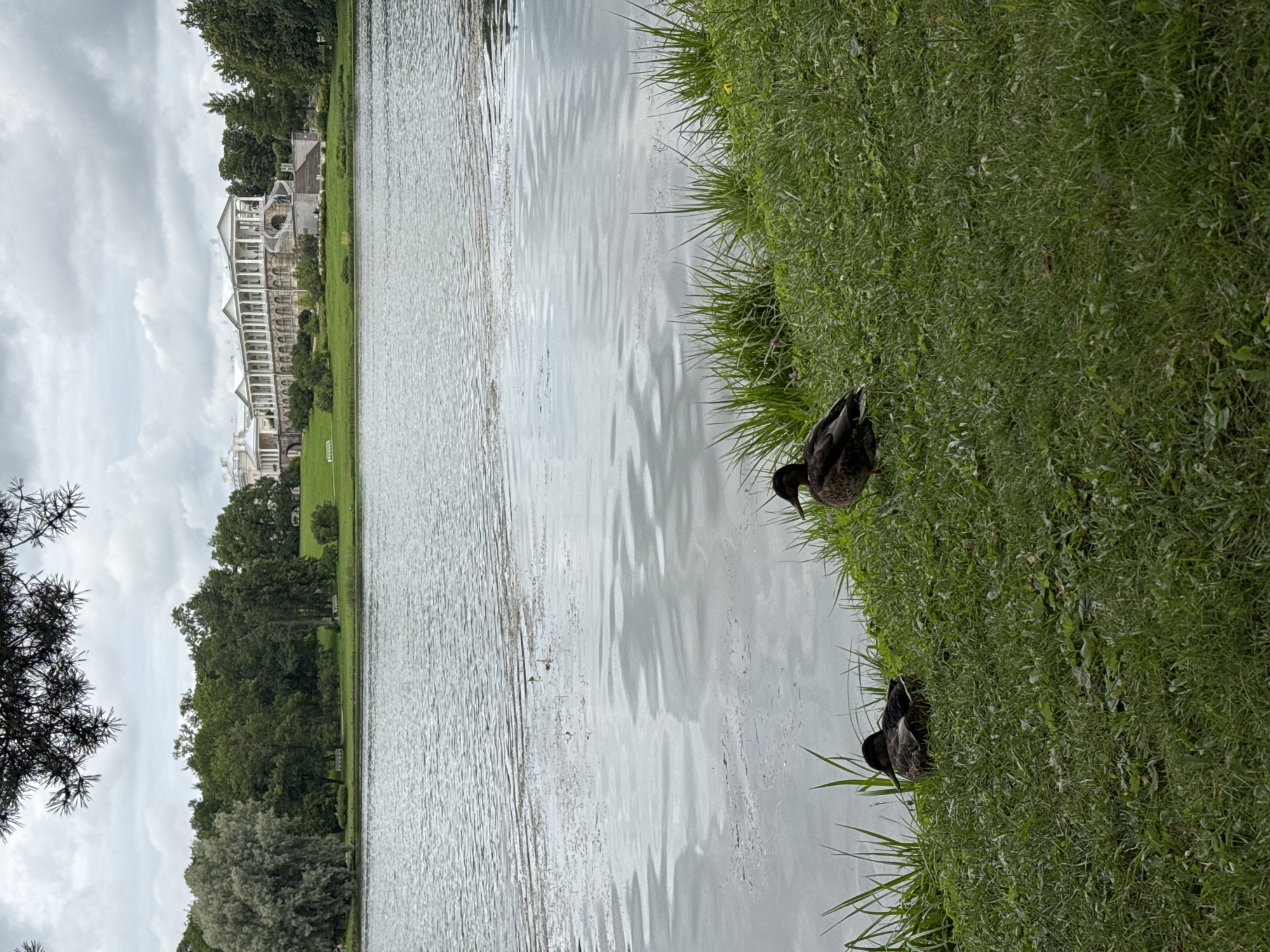 The image depicts a serene view of the Grand Cascade and the Agate Rooms at Catherine Park in Pushkin, Russia. In the foreground, two ducks are resting on a grassy embankment beside a body of water. The water reflects the overcast sky and the lush greenery surrounding it. In the middle ground, the expansive, calm water stretches towards the park's iconic architectural ensemble. The background features the grand, white, neoclassical structure of the Grand Cascade and the Agate Rooms, with its long colonnade and prominent staircase, set against a backdrop of dense green trees and a cloudy sky. The overall scene conveys a peaceful and picturesque atmosphere typical of the park.