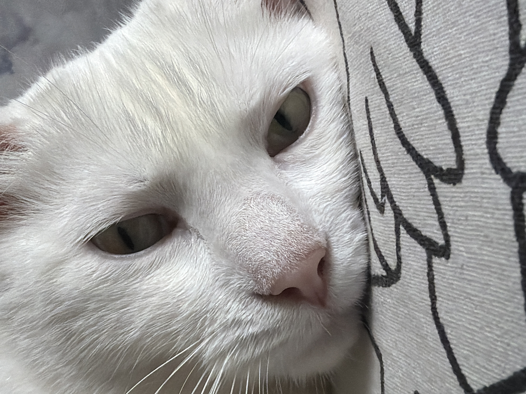 Close-up shot of a white cat's face pressed against a patterned cushion. The cat has light eyes, a pink nose, and white fur. The cushion has a light gray background with a black, curved line pattern. The location in the city of Tokkari, Russia is not provided.