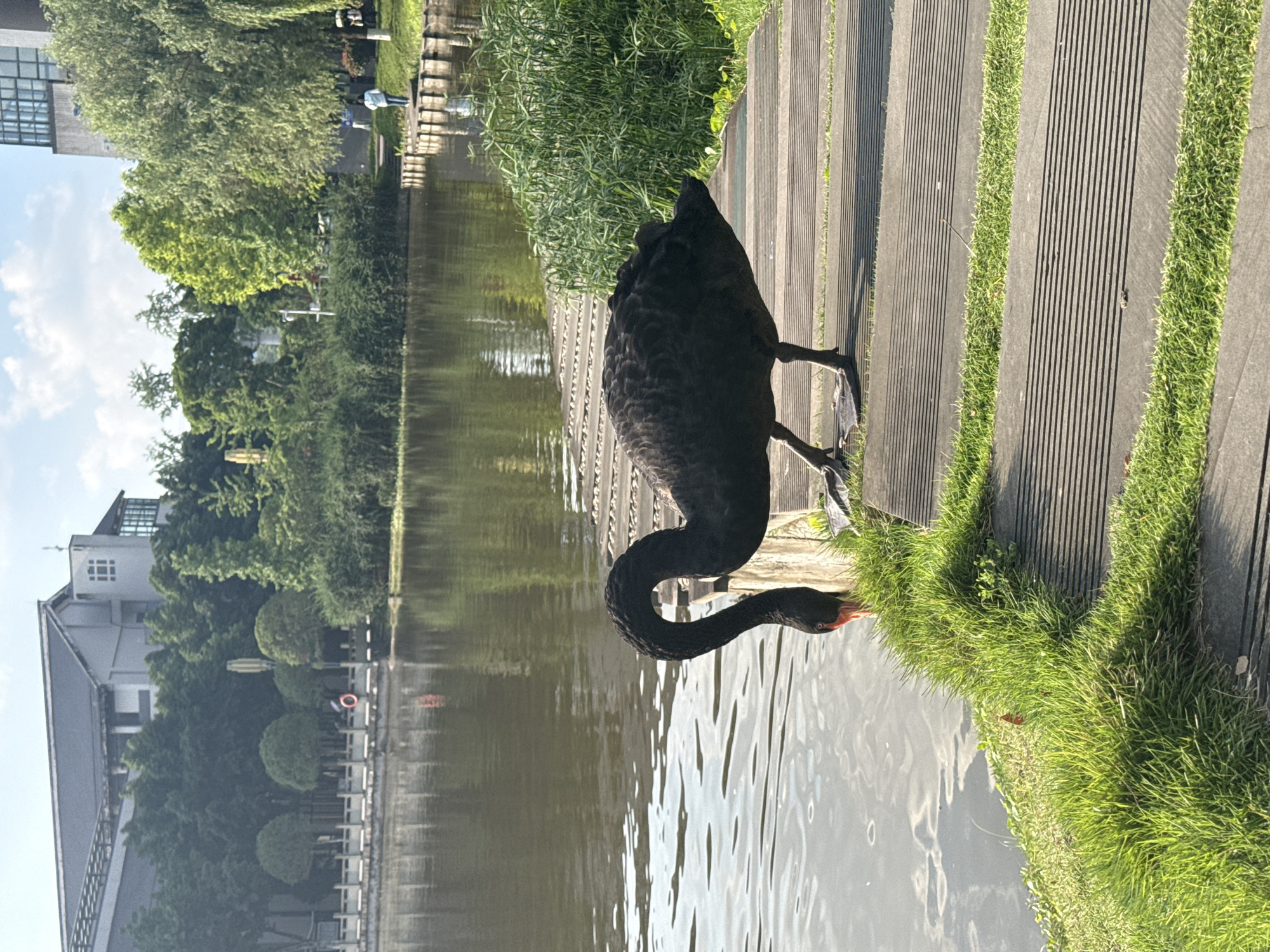 A black swan with a red beak stands on a wooden boardwalk next to a body of water. The swan's head and neck are curved, dipping towards the water. The boardwalk is made of dark wood slats with grass growing between them. The water reflects the surrounding trees and buildings. In the background, buildings and trees are visible. The location is Jiangjin, China.