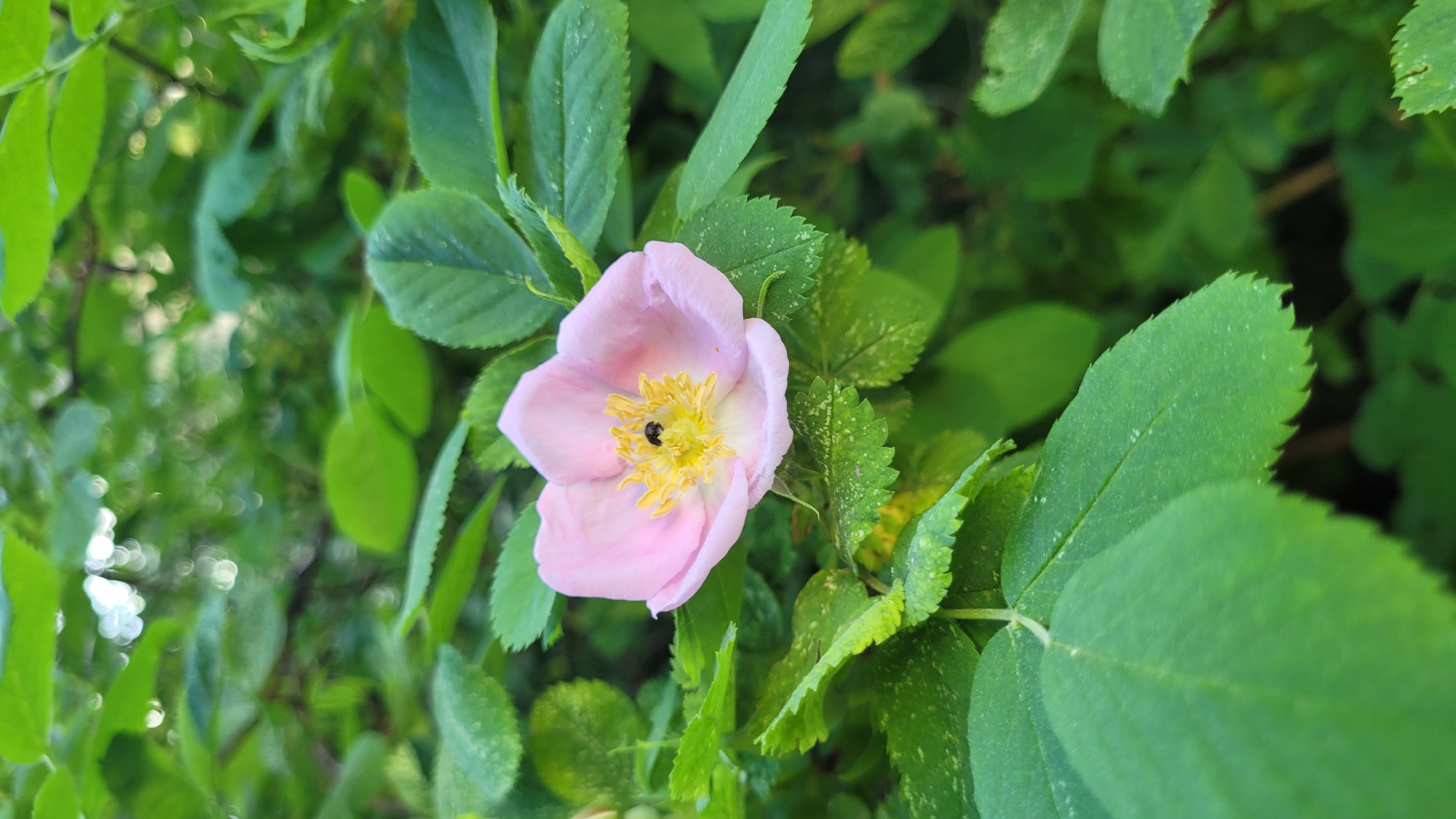 A close-up, eye-level shot depicts a light pink flower with a yellow center, surrounded by green leaves. A small, black insect is visible within the flower's center. The location and city are not specified in the image.