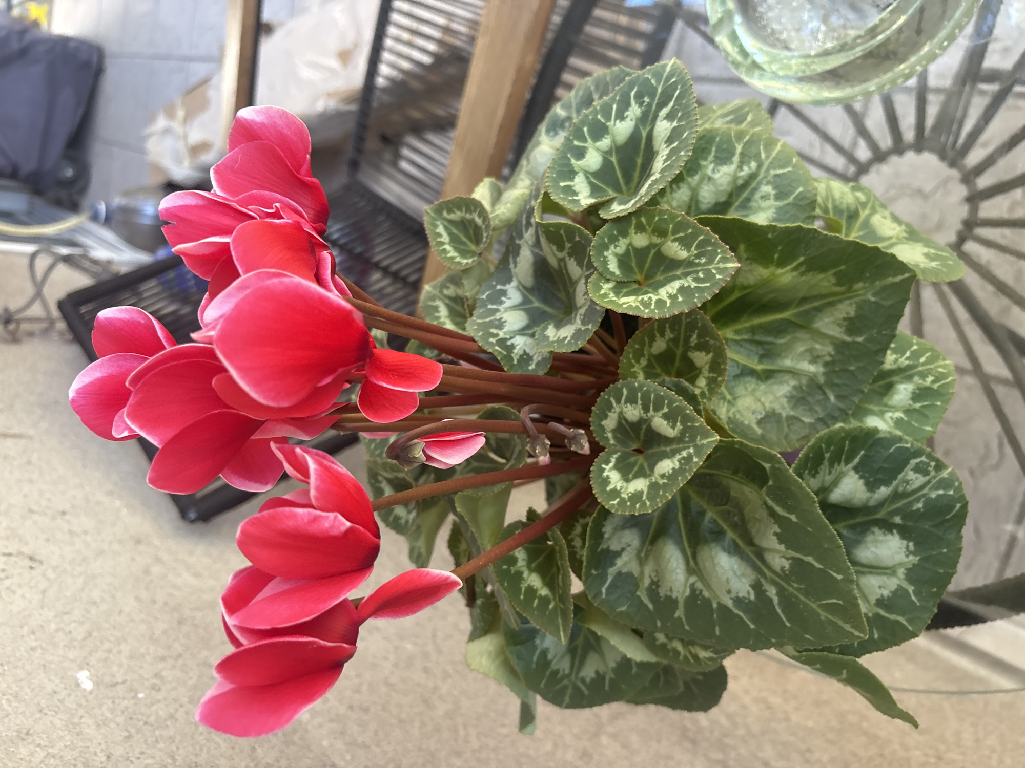 A close-up, high-angle shot depicts a potted cyclamen plant. The plant features vibrant red flowers with white edging. Green leaves with white marbling surround the flowers. The plant is positioned outdoors on a tiled surface. A black metal rack and a glass-topped table are partially visible in the background. The specific location within Unknown, Unknown cannot be determined.