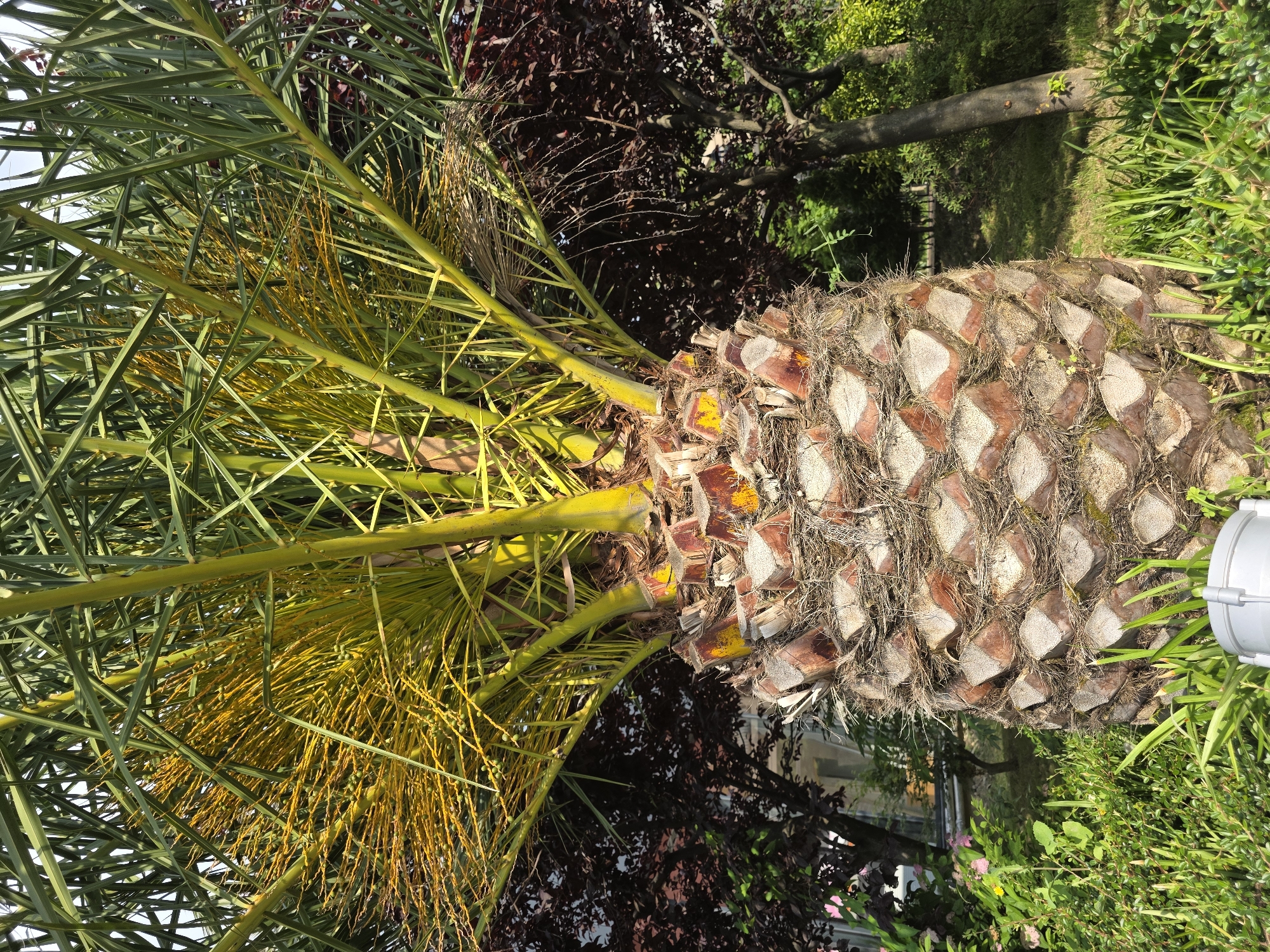The image shows a close-up view of a palm tree trunk and its fronds in what appears to be an outdoor setting, possibly a park or garden in Sochi, Russia, given the subtropical climate suggested by the palm tree. The trunk is thick and textured, covered in diamond-shaped remnants of old fronds. The fronds are green and spiky, with some yellowing at the tips and a cluster of developing fruit or flowers in yellow and green. In the background, there are dark red-leaved trees and green foliage, suggesting a well-maintained landscape. The lighting indicates it is daytime, with sunlight filtering through the leaves, creating dappled shadows. There are no people or animals visible in the frame. The foreground shows green grass and a white, cylindrical object, possibly a light fixture or part of a sprinkler system.