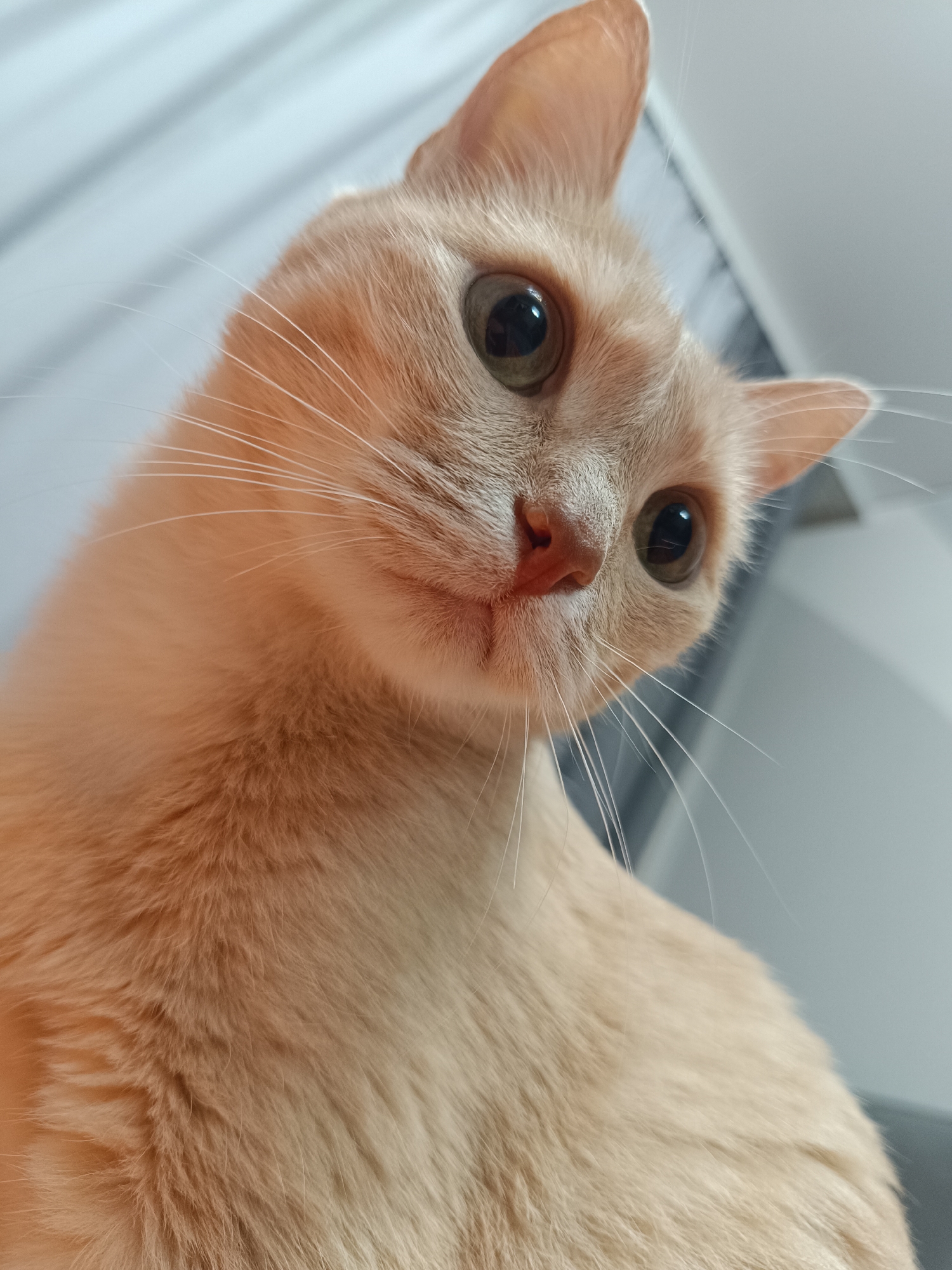 A close-up, low-angle portrait features a domestic cat with short, light orange-cream fur, captured from below as it looks down towards the viewer. The cat's large, round eyes, with dark pupils and green-amber irises, are wide and focused, conveying an inquisitive or curious expression. Its small, pink nose and numerous long, white whiskers are prominent. The cat's pointed ears are visible, angled slightly upwards. The background is softly blurred into gradients of light gray and white, with faint diagonal lines suggesting an indoor setting, possibly near a wall or window with blinds. The lighting is soft and even, indicating an interior environment, likely during the day. No human subjects, specific objects, or visible text are present. The image is set in Naberezhnye Chelny, Russia.