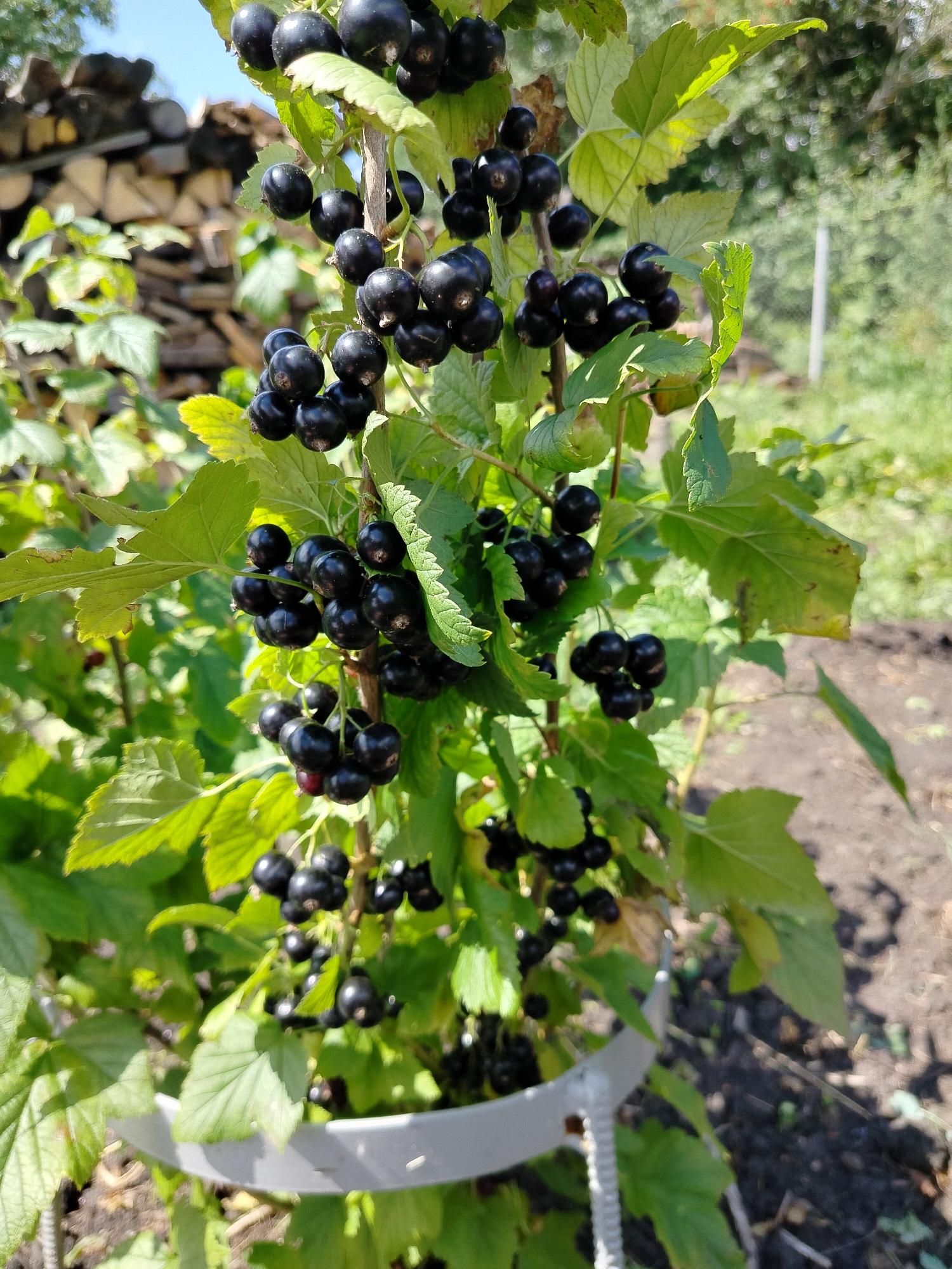 In Вазерки, Russia, a close-up shot focuses on a blackcurrant bush laden with ripe berries. The berries, a deep black, hang in clusters from the branches, interspersed with green leaves. The bush is partially supported by a grey metal ring. In the background, a stack of firewood is visible, with a blurred green and brown landscape suggesting an outdoor setting. The lighting indicates it is a bright, sunny day.