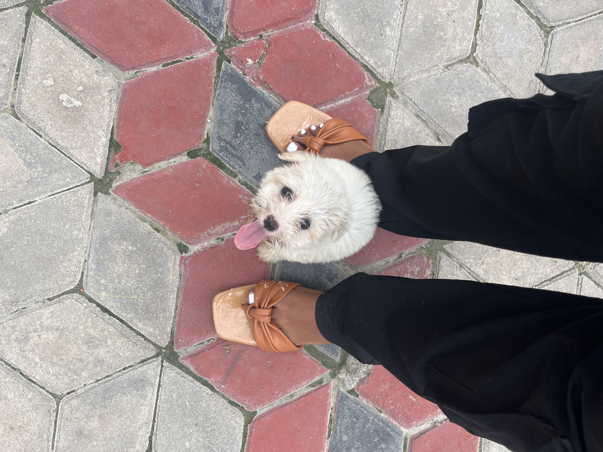 A top-down shot shows a person wearing brown, leather-look sandals and black trousers standing on a paved surface. A small white dog, possibly a Maltese, is between their feet, looking up at the camera with its tongue sticking out. The pavement is made of diamond-shaped tiles in shades of grey, red, and black. The picture was taken during the day with good lighting. There is no indication of this being in Dar es-Salaam, Tanzania.