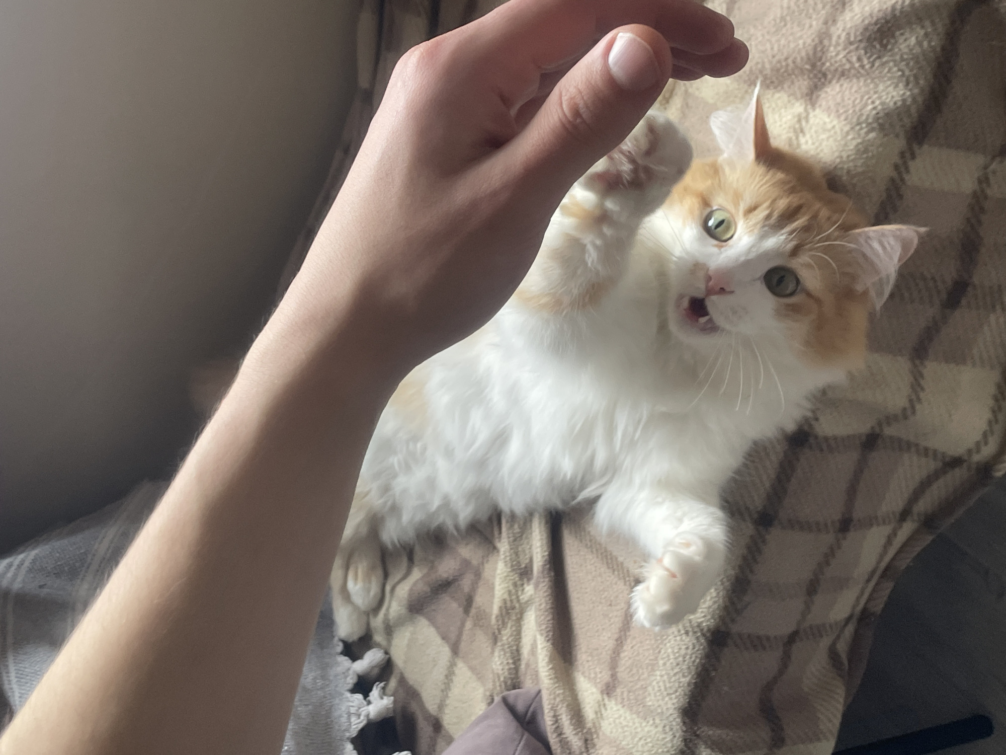 An overhead shot captures a playful interaction between a person and a cat indoors. The foreground is dominated by a light-skinned human arm and hand extending from the upper left towards the center. The hand is open, with fingers slightly curled, suggesting a reaching or teasing gesture.
On the right side of the image, a fluffy, medium-haired cat with white and orange/ginger markings is lying on its back or side. The cat's head is tilted upwards, looking directly at the human hand. Its mouth is open wide, revealing its pink tongue and small teeth, and its eyes are wide and green, conveying an expression of excitement, playfulness, or perhaps a mock-protest. One of the cat's front paws is raised slightly, mirroring the human's hand position, as if ready to swat or play.
The cat is resting on a brown and beige plaid blanket or throw, which covers a surface in the background, likely a couch or bed. The lighting in the image is soft, suggesting an indoor setting. No text is visible in the image.