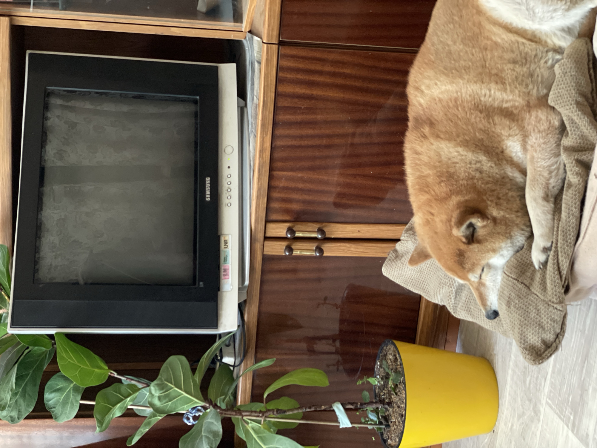 The image shows an indoor scene. A dark-haired, sleeping Shiba Inu dog is lying on a neutral-colored cloth or blanket. The dog is positioned to the right of a piece of dark-stained wooden furniture. To the left of the furniture is a small, black-framed Samsung television with a speckled screen. A fiddle-leaf fig plant in a yellow pot is visible near the bottom edge of the frame. The image's location in Zheleznogorsk, Russia is not apparent.