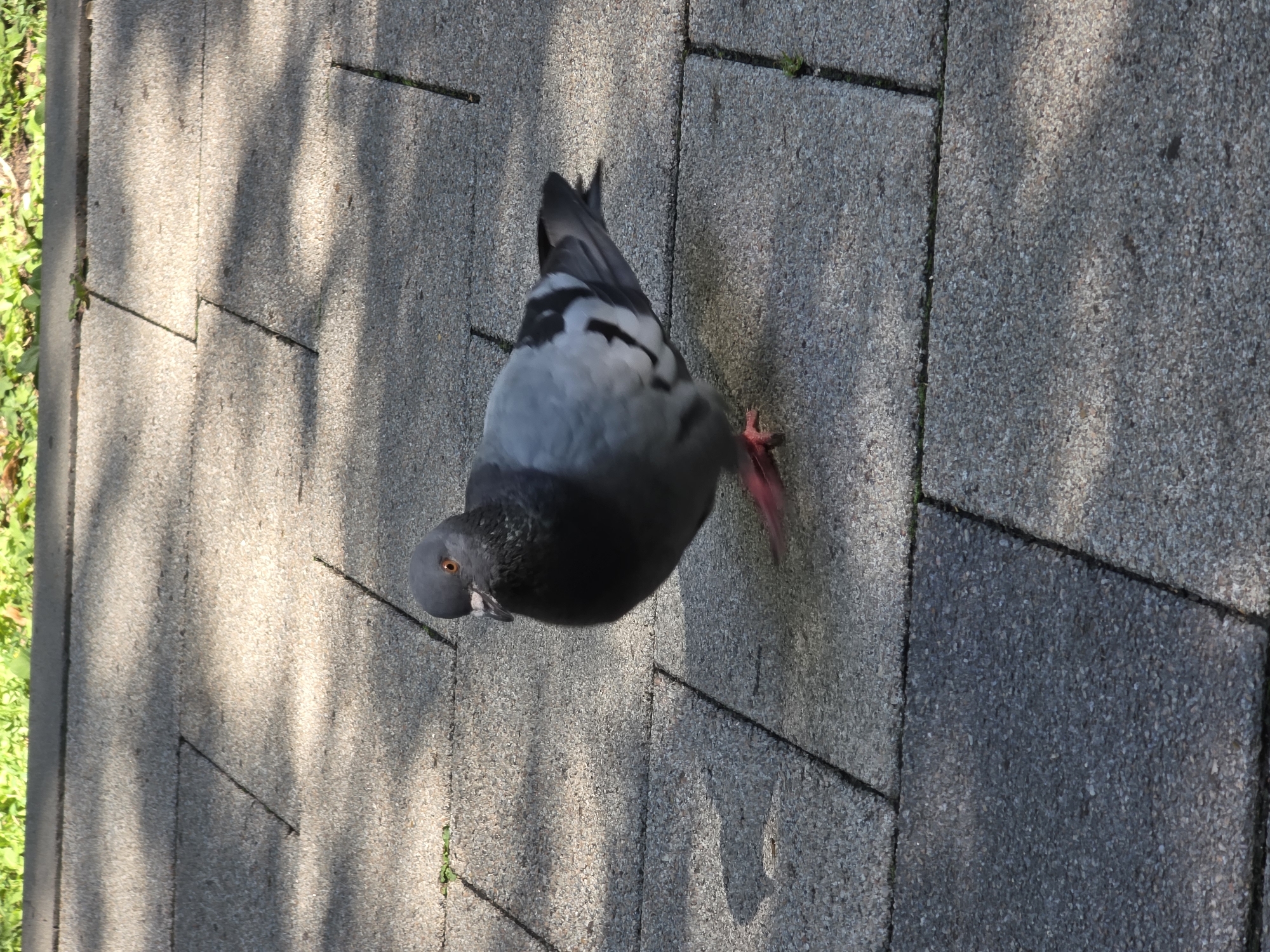 A pigeon stands on a paved walkway. The walkway is made of rectangular stone tiles. There is greenery at the top of the image, and shadows from trees are cast on the walkway. The pigeon is facing to the right and its beak is slightly open. Its feathers are primarily gray and white, with iridescent green and purple on its neck. Its legs and feet are pink. The scene is outdoors. The location is not specified in Moscow, Russia.