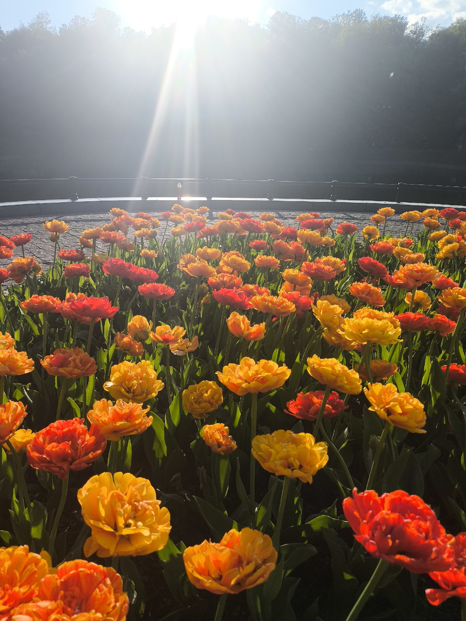 The image shows a field of vibrant orange and red tulips in Moscow, Russia. The flowers are densely packed, with their petals reflecting the bright sunlight. Behind the flowers, there is a paved area enclosed by a low fence. Trees are visible in the background, under a clear sky. The sun is shining intensely, creating a strong glare and light rays.