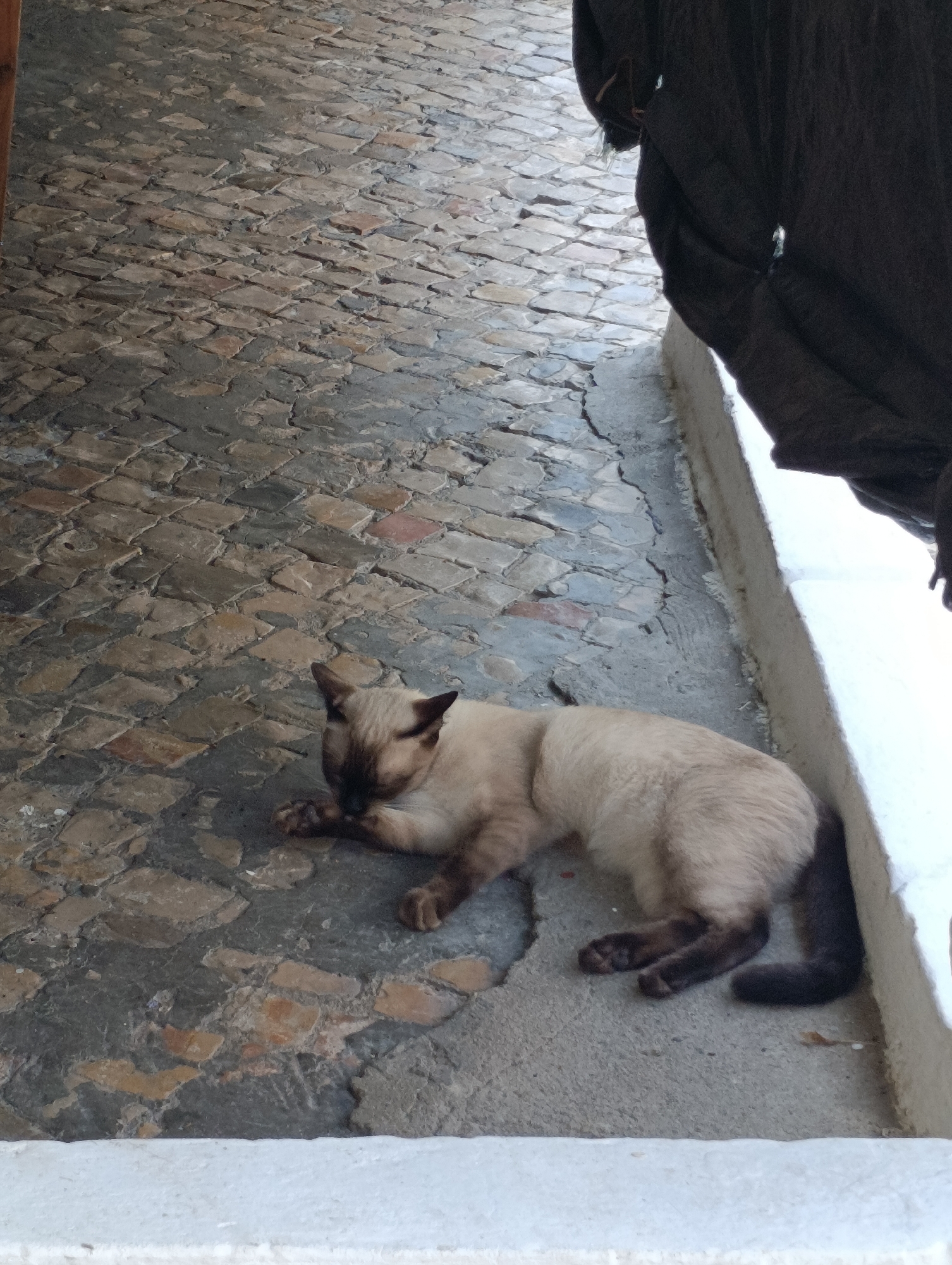 A Siamese cat is lying down on a cobbled ground next to a white ledge and a dark fabric. The cat has light tan fur, darker points on its ears, paws, and tail, and blue eyes. It is facing towards the left of the frame, with its head resting on its paws. The ground is made of irregular, flat stones and the ledge is made of concrete. A dark, textured fabric hangs from the top right of the frame, obscuring part of the background. The scene appears to be an outdoor setting, possibly a street or courtyard in Setúbal, Portugal.