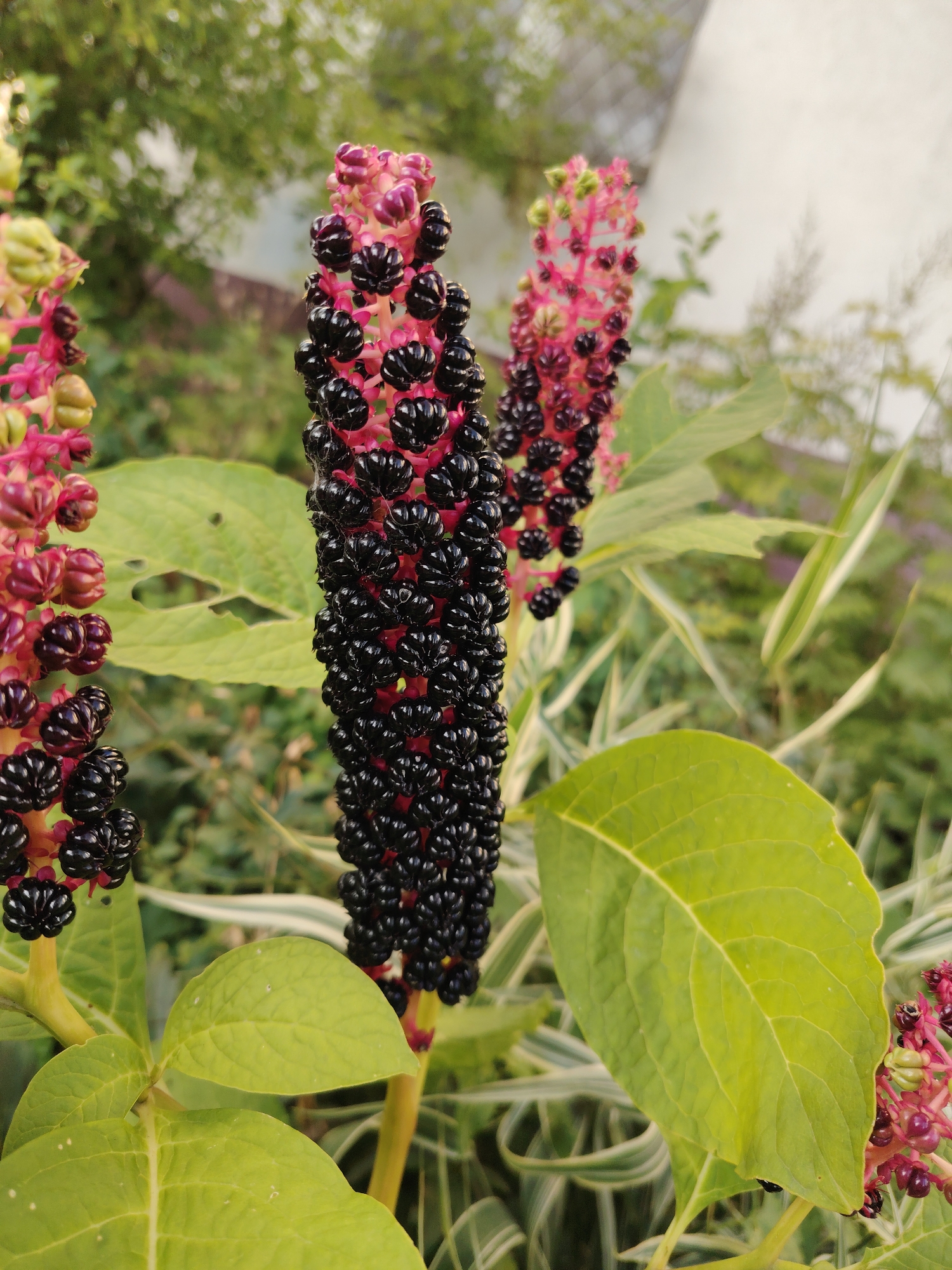 A close-up, eye-level shot focuses on a cluster of ripe, black berries on a plant, with two other similar clusters visible in the background, also bearing black berries and some developing green berries. The berries are clustered tightly along pink stalks. Several large, light green leaves are in the foreground, one with a small hole near its edge. The background is softly blurred, showing more greenery and a hint of a pale fence or wall. The scene appears to be in a garden setting.