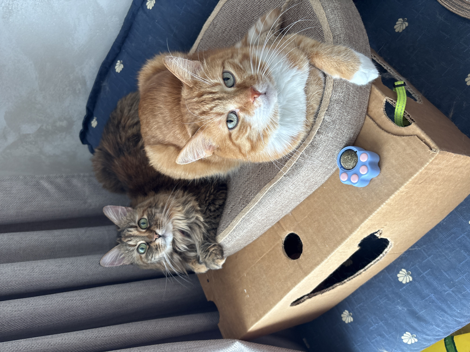 Two cats are lying down next to a cardboard cat house on a blue and yellow patterned surface. The first cat, on the left, is a long-haired tabby with green eyes. The second cat, on the right, is an orange tabby with white markings on its chest and paws. A blue cat toy with pink paw prints and a catnip insert is resting on the cardboard cat house. The background includes gray curtains and a gray patterned cushion. There is no information about the city of Bar, Montenegro, or any people in the image.
