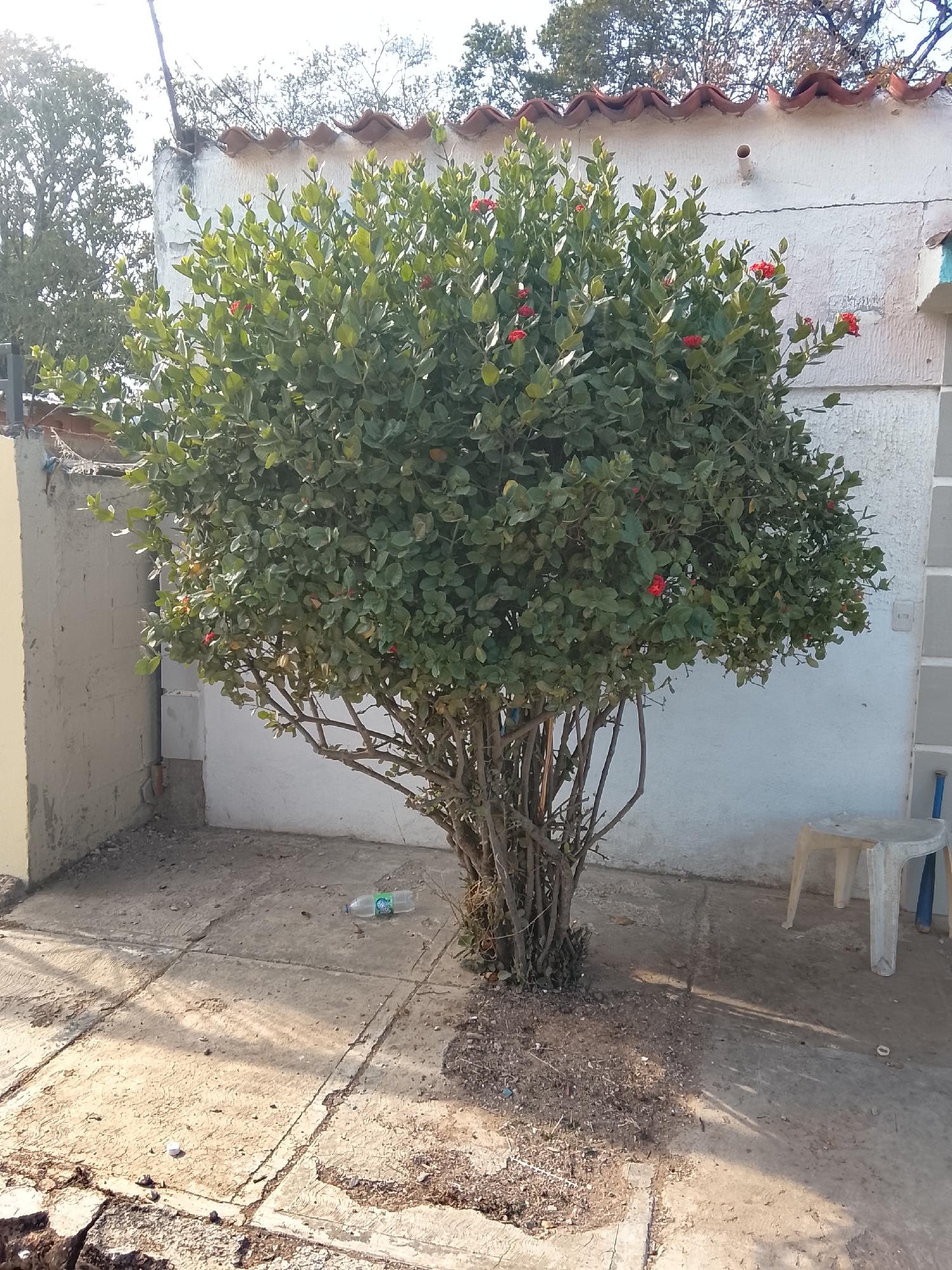 The image depicts a courtyard in Juan Griego, Venezuela. A flowering shrub dominates the scene, with red blossoms scattered amidst its green leaves. The plant is situated on a patch of bare earth surrounded by concrete paving stones. Behind the shrub is a white-painted wall topped with a red-tiled roof. To the left of the shrub is a portion of another wall painted pale yellow. A plastic water bottle lies on the ground near the shrub's base. A small, white plastic stool stands against the white wall to the right of the shrub. The lighting suggests a sunny day.