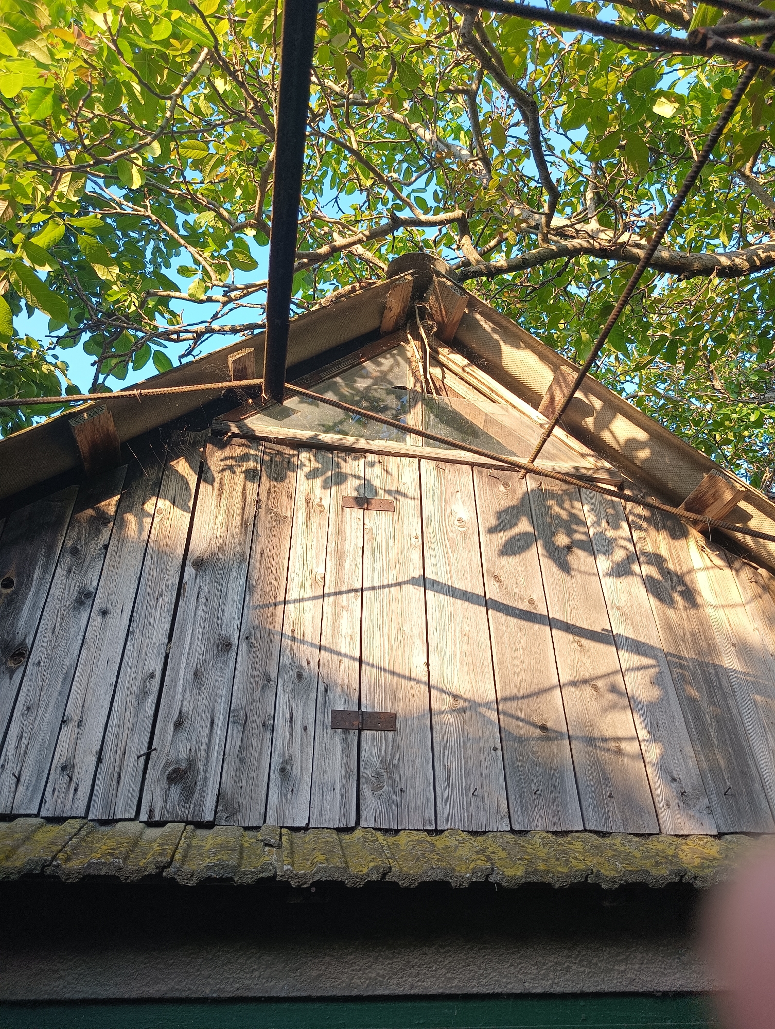The image depicts an upward-angled view of the gable end of a weathered wooden structure, located in Unknown, Unknown. The upper portion of the scene is dominated by the dense, green foliage of a deciduous tree, through which sections of clear blue sky are visible. A dark, cylindrical metal pipe or pole extends vertically from the lower-middle to the upper-left, partially obscuring the tree.
The wooden structure consists of vertical, unpainted planks, exhibiting a faded gray and brown coloration with visible wood grain and knots. Nail heads are apparent on various planks. Two short, horizontal, dark metal strips are attached to the planks in the central area. Strong, directional sunlight casts distinct shadows of tree branches and leaves across the wooden surface.
Near the peak of the gable, exposed wooden framing and sections of corrugated material, possibly fiber cement, are visible. Two sections of rusted rebar are present; one extends horizontally across the upper facade, and another forms an angled support near the right side of the peak. A small, dark, triangular opening or window recess is discernible on the right side of the gable.
Below the wooden planks, a horizontal overhang of dark, textured material, possibly another corrugated roof section, is heavily encrusted with light green moss or lichen. The area directly beneath this overhang is in deep shadow, revealing a darker, rough-textured surface, with a horizontal strip of dark green material at the very bottom of the frame. No individuals or discernible animals are present in the scene.