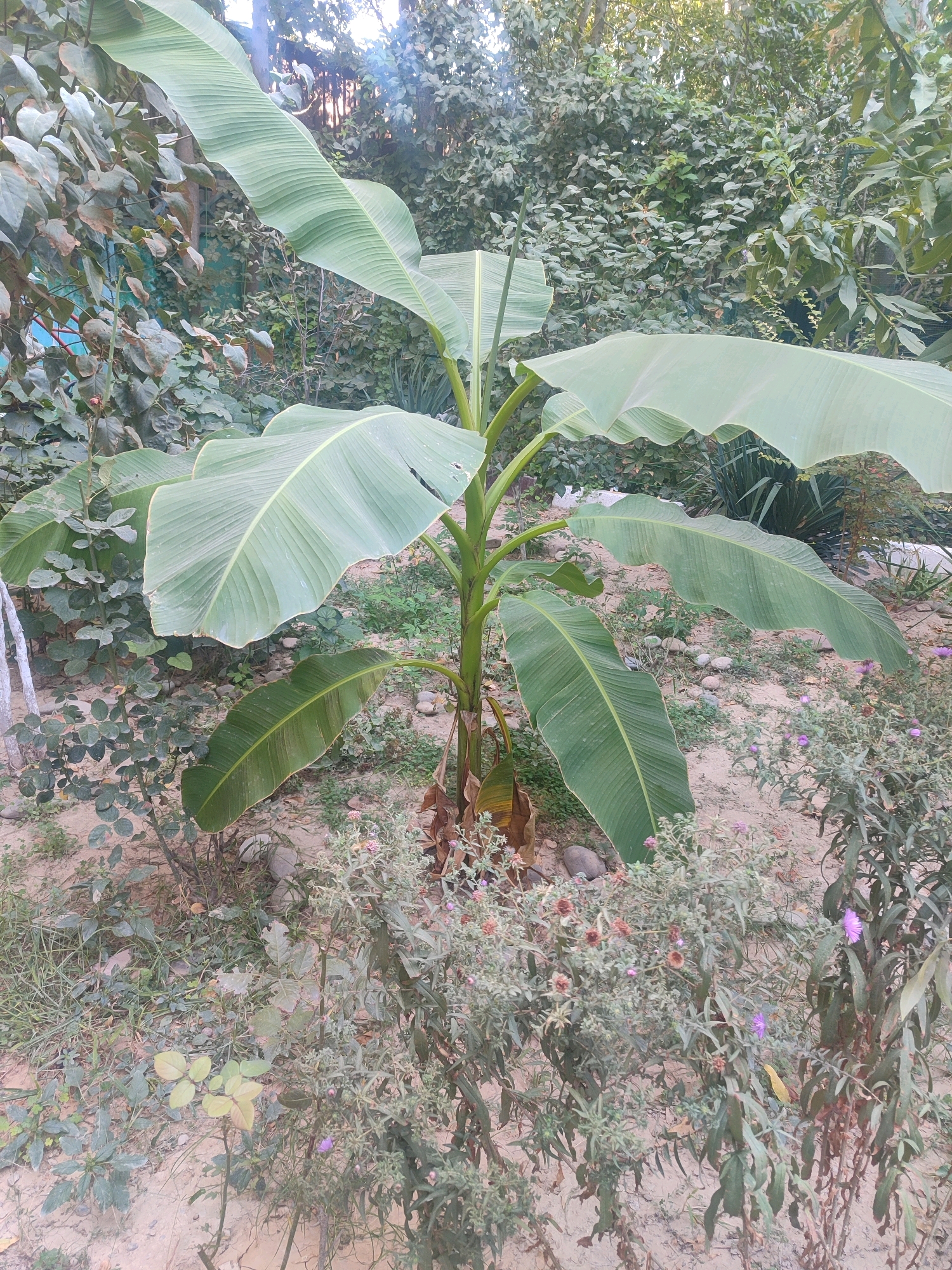 The image shows a young banana tree with large green leaves in a garden setting. The ground is sandy with scattered rocks and various low-lying plants, some of which have small purple flowers. In the background, there is dense greenery, likely trees and shrubs, and a fence. The lighting suggests it is daytime, possibly late afternoon, with some sunlight filtering through the leaves. The overall scene depicts a tropical or subtropical plant in a somewhat unkempt garden. This scene is consistent with gardens found in Tashkent, Uzbekistan, where various ornamental and fruit-bearing plants are cultivated in private yards and public spaces.