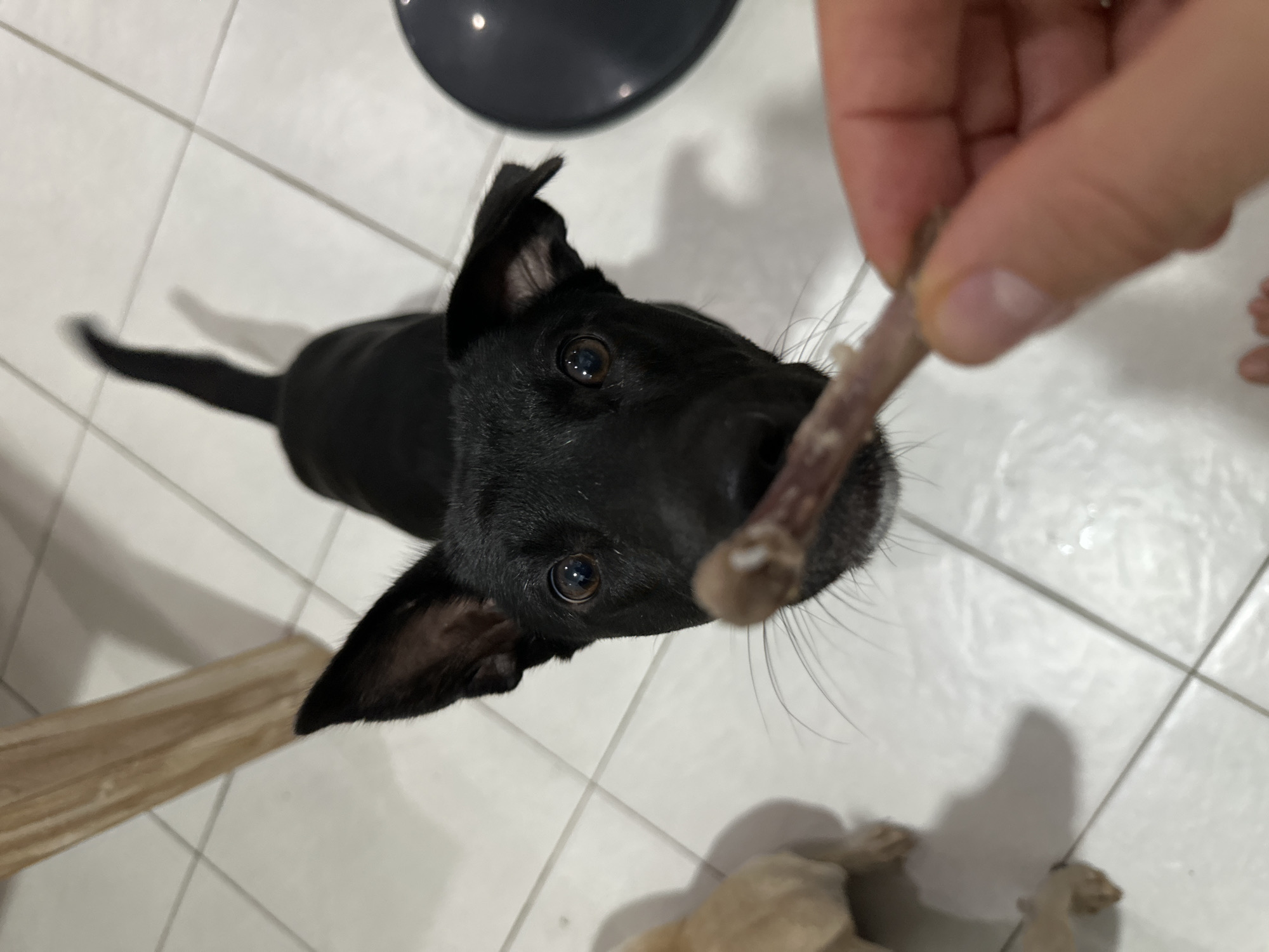 An over-the-shoulder, close-up shot shows a black dog with its head tilted, looking directly at the camera as a person's hand offers it a bone. The dog's large ears are perked forward, and its brown eyes are wide with anticipation. The dog's snout is almost touching the bone, which is held in the viewer's right hand. The background consists of a white tiled floor and a wooden table leg. The scene appears to be indoors, likely in a home. The environment is clean and uncluttered, suggesting a domestic setting. There are no specific indicators of the exact location in Kuta Selatan, Indonesia, but the overall impression is of a casual, indoor setting.
