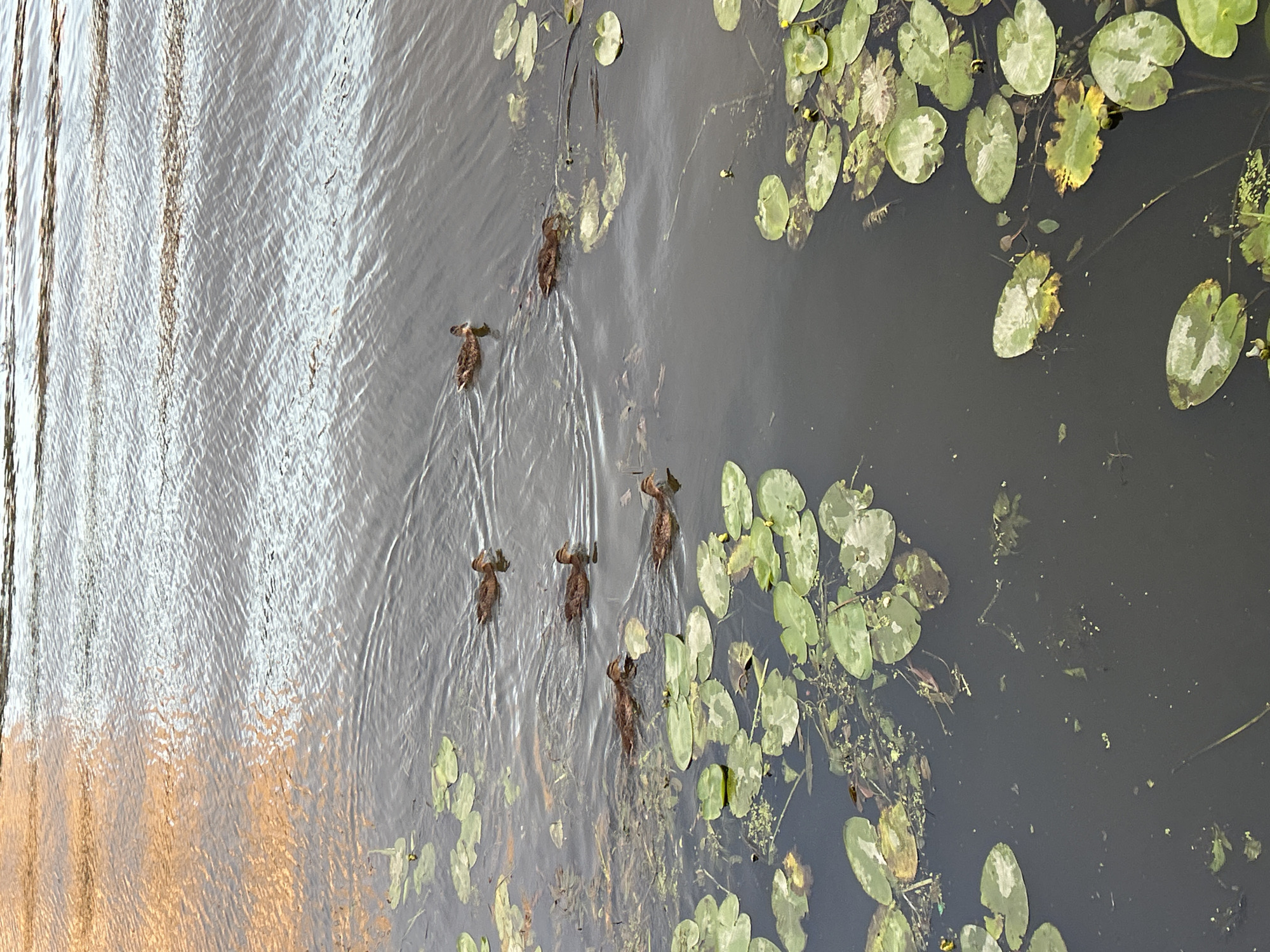 A group of six mallard ducks swim in a dark body of water speckled with lily pads. The water reflects the orange and grey sky, creating ripples and distorted patterns across its surface. The ducks are distributed across the frame, with some closer to the lily pads in the foreground and others further out in the open water. The scene appears to be a natural body of water, likely a pond or lake, located in an unspecific urban or suburban environment.