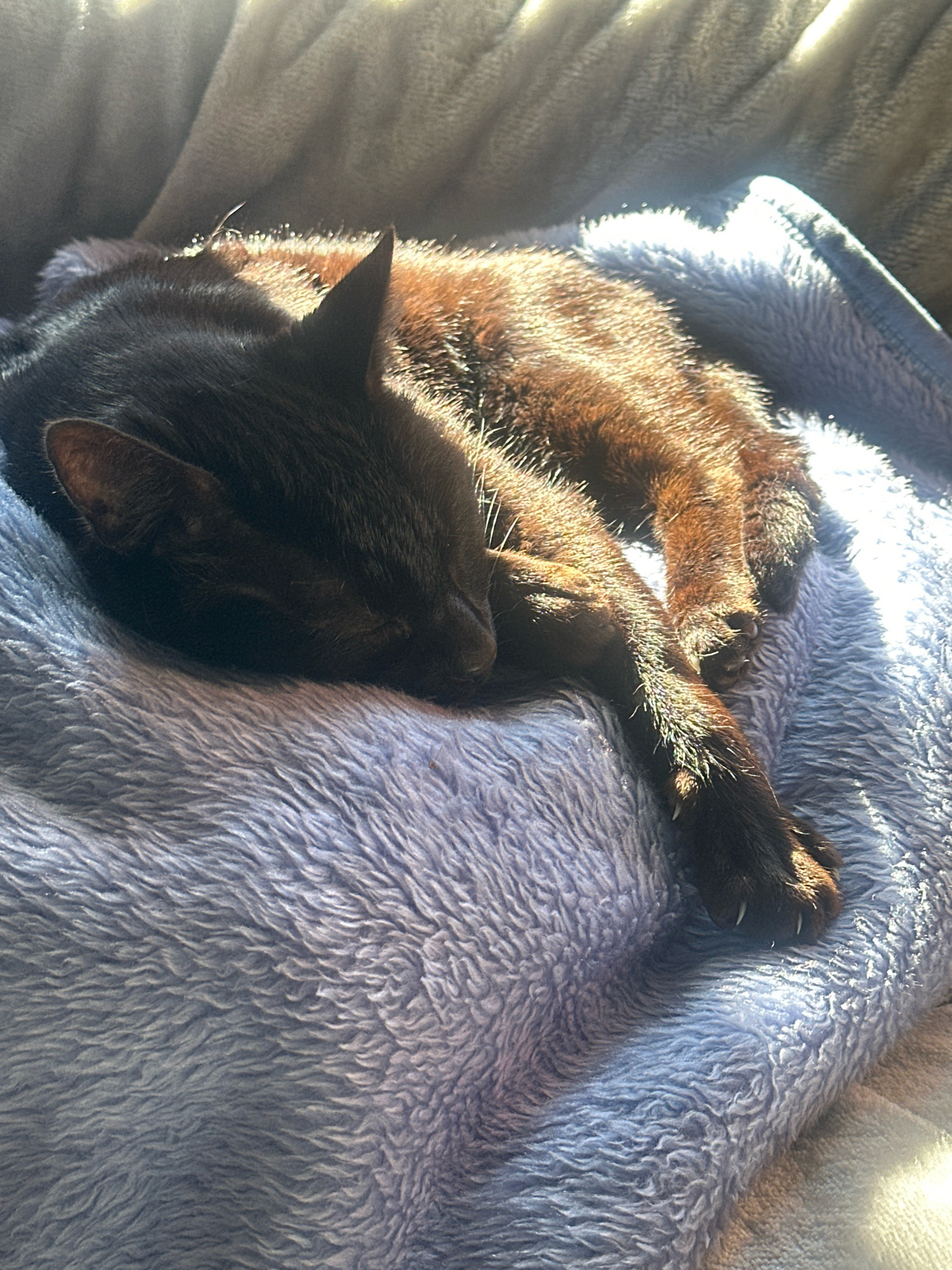 A black cat is sleeping on a blue, fuzzy blanket. Sunlight is illuminating the cat's fur, creating a warm glow. The cat is curled up, with its paws tucked underneath its body. The blanket appears to be soft and comfortable. The scene is peaceful and serene. This image was taken in Thora, Australia.