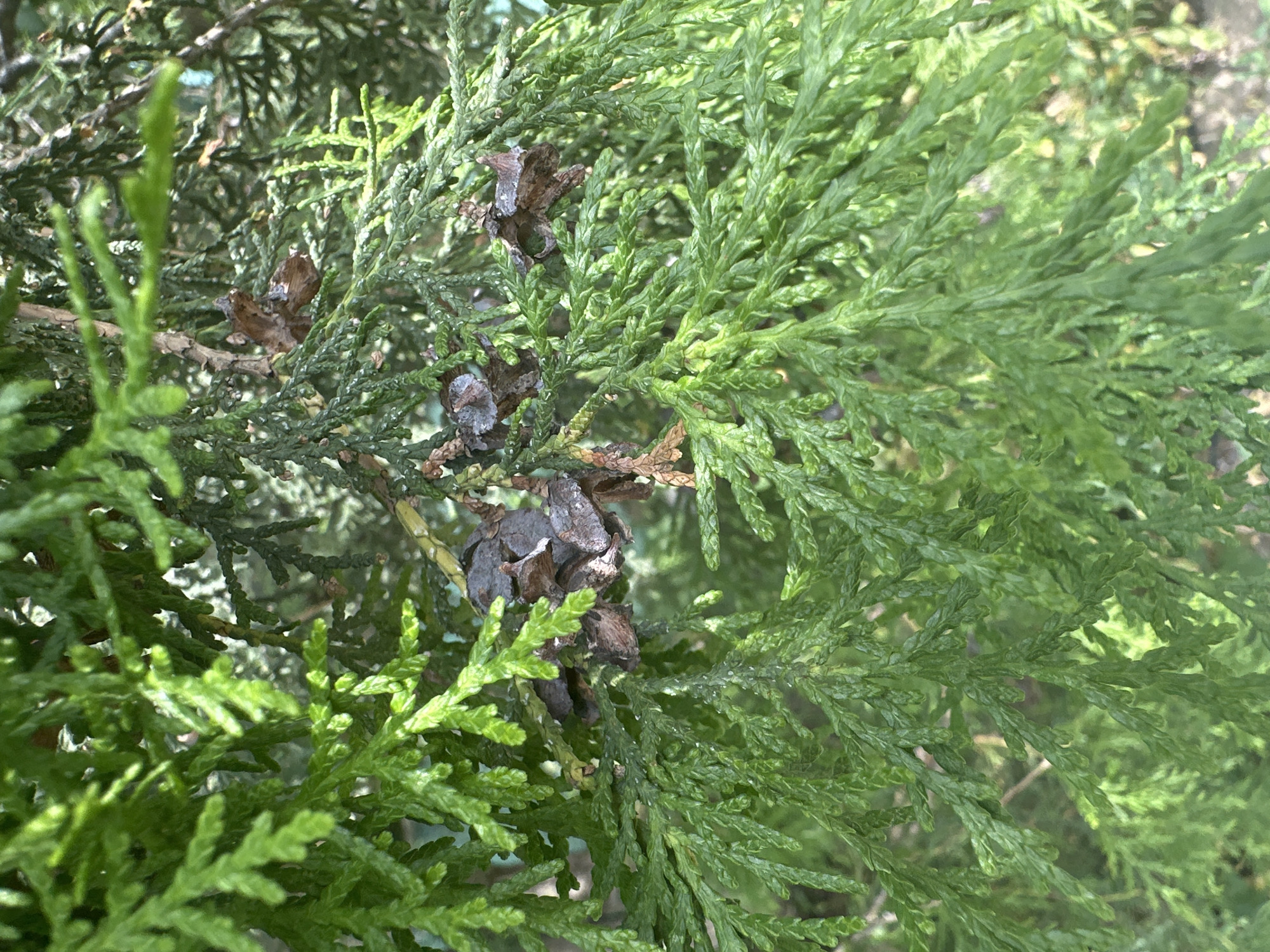 This is a close-up, eye-level shot of evergreen foliage, likely from a cedar or cypress tree, with several small, dark brown, cone-like seed pods visible. The leaves are a vibrant green and appear scale-like, characteristic of coniferous trees. The lighting suggests it is daytime, possibly with overcast skies or dappled sunlight. The background is out of focus, showing more of the same type of foliage, creating a natural, dense green environment. There is no indication of human presence or any specific urban or environmental features that would place it within the city of Almaty, Kazakhstan, or any other specific location.