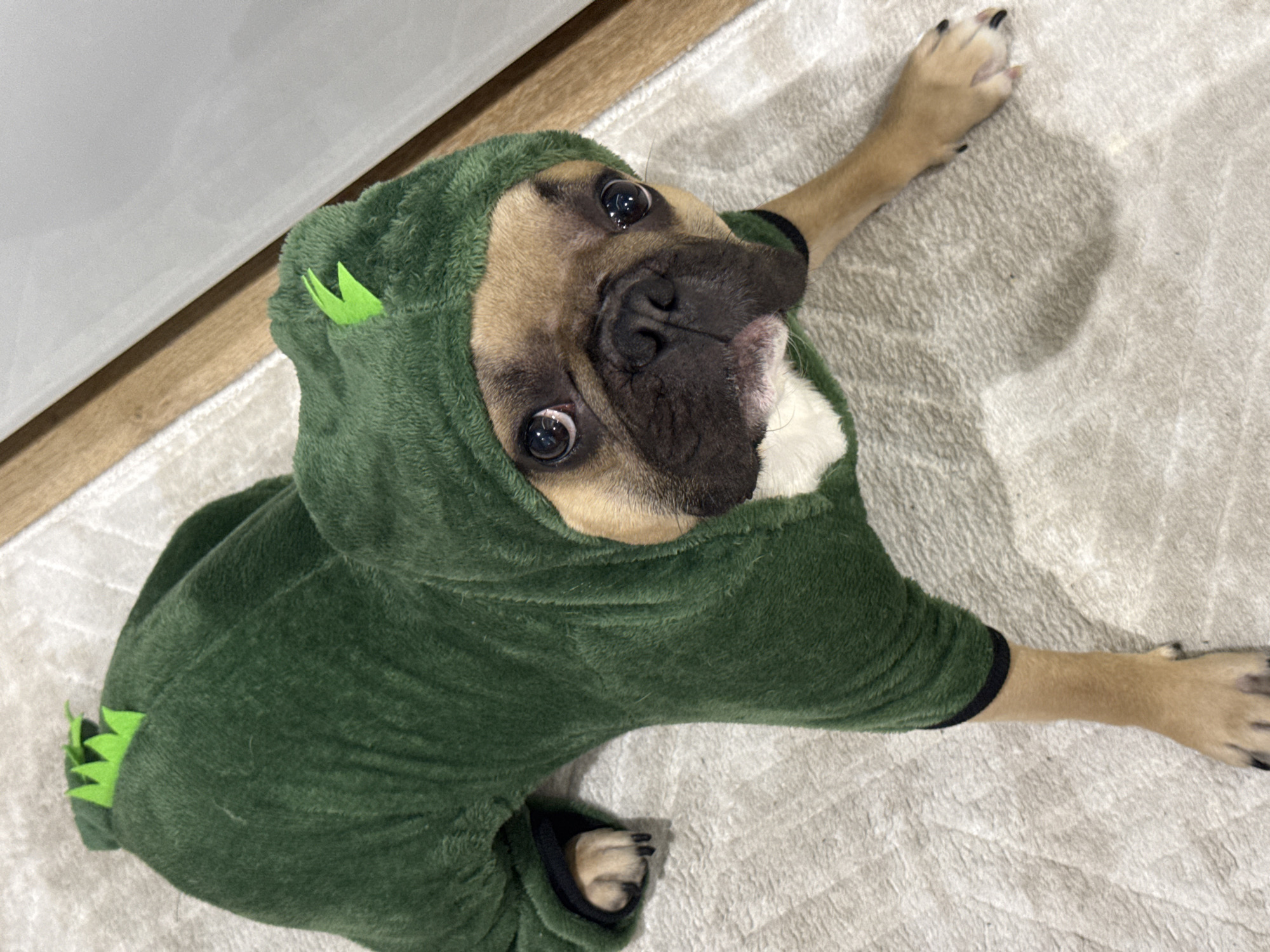 A French Bulldog is captured in a high-angle, close-up shot, looking directly up at the camera with wide, attentive eyes. The dog has a light brown coat with dark muzzle and markings, and is wearing a soft, plush, dark green full-body dinosaur costume. The costume features light green, pointed spikes running along the hood and down its back. Its front paws are extended outwards on a light beige or off-white textured carpet. One of the dog's rear paws, showing dark nails, is also visible. To the upper left of the frame, a segment of a light wooden floor is visible, bordering a white vertical surface, possibly a wall or furniture. The lighting is bright and even, suggesting an indoor setting. The dog's expression conveys a sense of curiosity and engagement with the viewer. No text is visible in the image. The scene is set indoors, likely in a home in Burgas, Bulgaria.