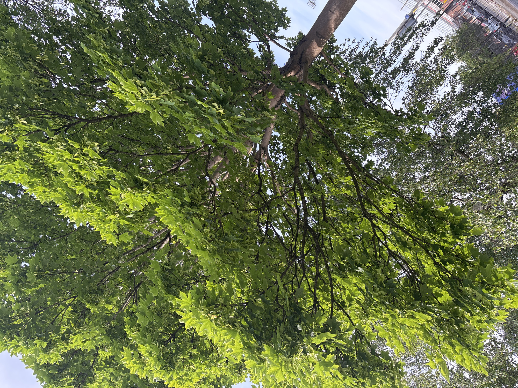A low-angle shot looking up into the canopy of a large tree with bright green leaves. The tree's trunk extends vertically through the center of the frame. The sky is visible in patches through the foliage. The light is bright, casting shadows within the leaves. A building can be seen through the tree's right side.
I cannot determine the location as Crewe, UK, because no landmarks appear to confirm that location.