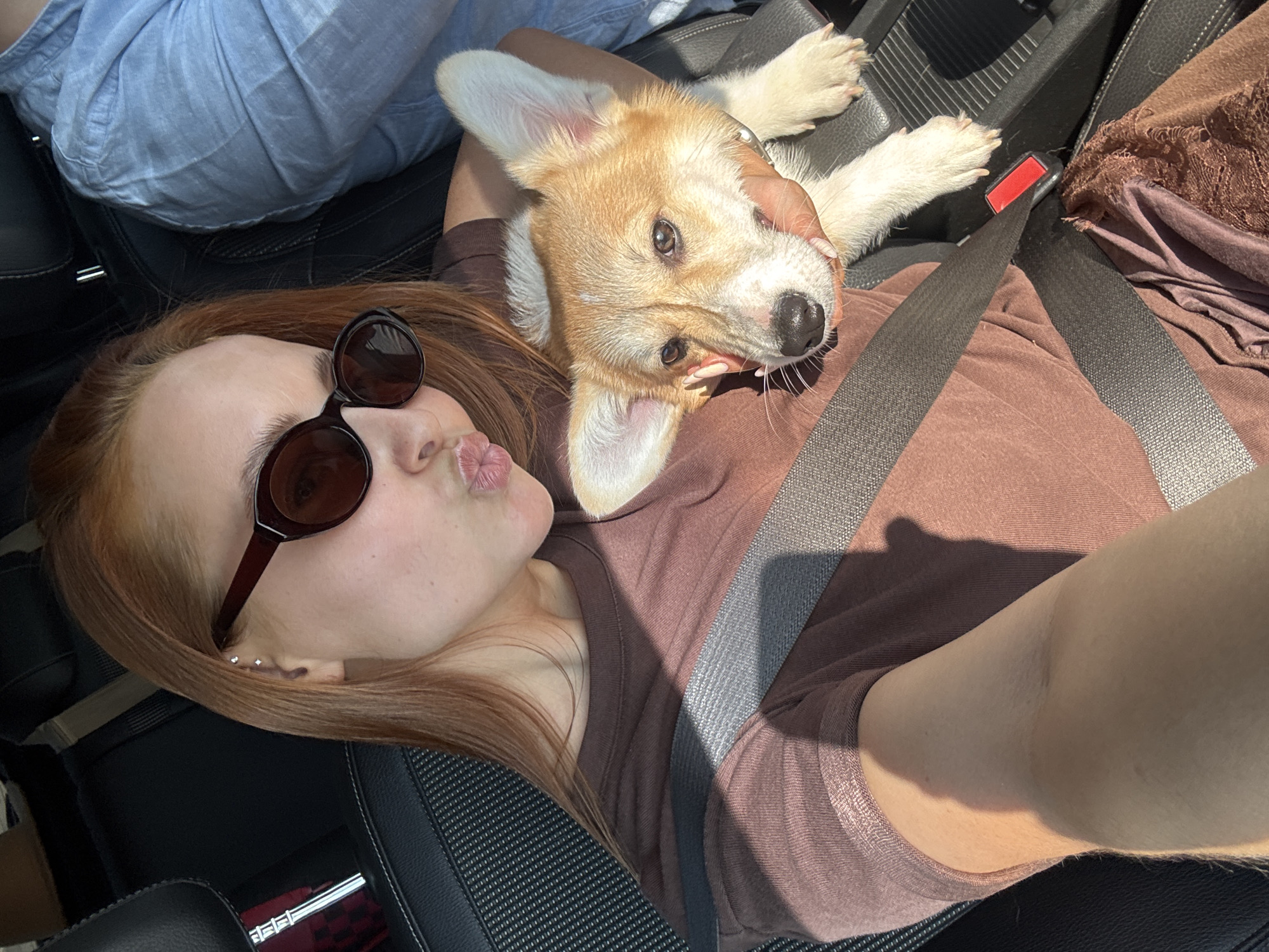 A woman with long, reddish-brown hair is in the passenger seat of a car, wearing a brown shirt and sunglasses. She is angled towards the camera with her lips pursed as if to kiss. A seatbelt is across her torso. A Corgi puppy with white paws and light brown fur is lying on her chest, held by the woman's hand, looking towards the camera. Another person, wearing a light blue shirt, is seated in the driver's seat. The car's interior is visible, with black upholstery and various car components. There is no evidence to suggest that this image was taken in Полозово, Russia.