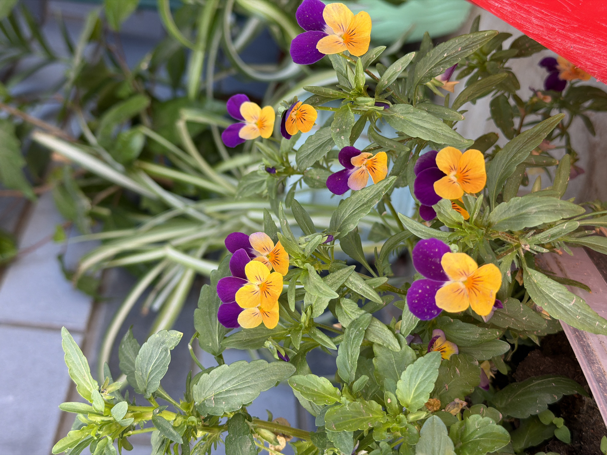 This close-up image features a vibrant display of numerous pansy flowers, set against a softly blurred green background. The pansies exhibit a striking bicolored pattern, with rich purple petals on the upper portions and bright yellow petals below, often highlighted with subtle dark markings at their centers. These flowers are densely clustered on plants with abundant green foliage, which occupies the mid-ground and foreground of the image.
In the defocused background, additional green leaves with lighter, possibly cream or white, stripes are visible, suggesting another type of plant, possibly a spider plant. A distinct red object, likely part of a pot or container, is partially visible in the upper right corner, adding a contrasting pop of color. The natural lighting indicates it is daytime. The scene appears to be an outdoor or semi-outdoor setting, such as a garden or a balcony. No specific activity is depicted, making the image a serene portrayal of blooming flora. There is no visible text.