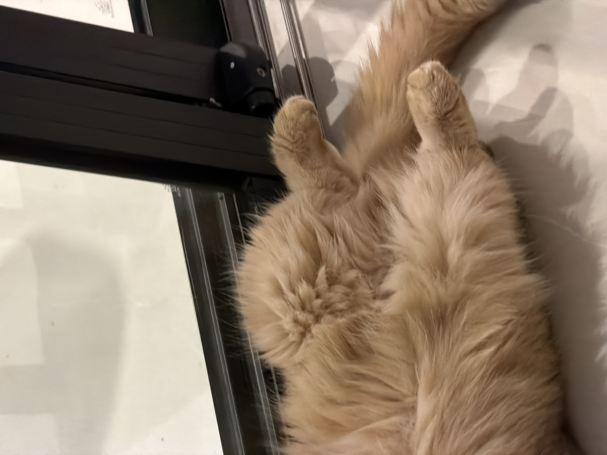 The image shows a close-up, overhead view of a fluffy, light orange cat lying on its back on a light-colored, possibly tiled floor. The cat's belly and paws are visible, and its fur is long and soft. To the right of the cat is a dark, metallic frame, possibly part of a sliding door or window. The background consists of a white surface that appears to be a wall or another part of the floor, with some subtle shadows. There is no indication of the specific location within the city of Đà Nẵng, Vietnam.