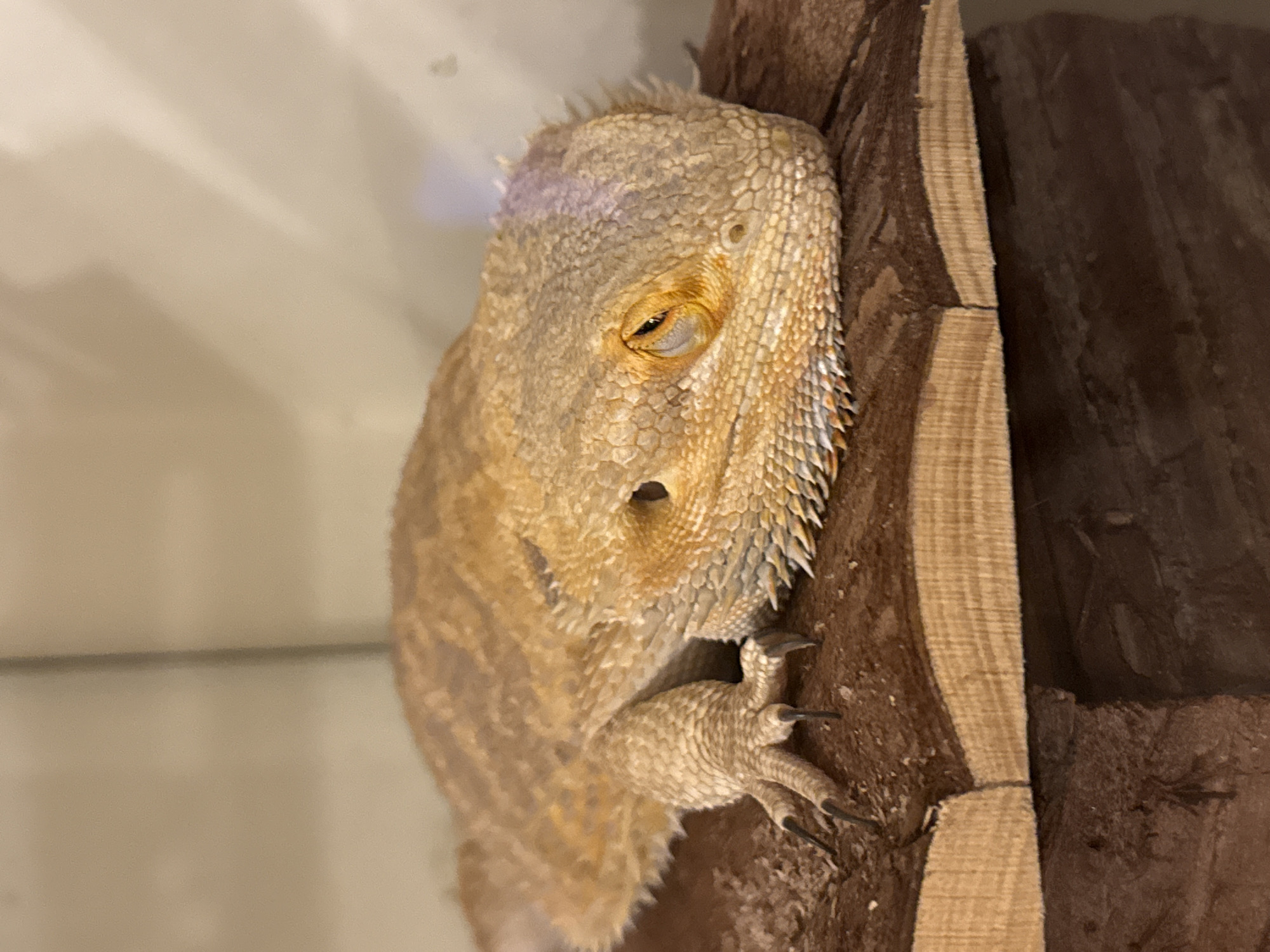 A close-up shot shows a bearded dragon lizard clinging to a piece of dark brown bark. The lizard is tan and yellow with scaly skin and a partially closed eye. Its claws are gripping the bark. The background is blurred, showing a hint of a light-colored surface, possibly glass. The city and country of Sofia, Bulgaria, are not evident in the image, and therefore cannot be included in the description.